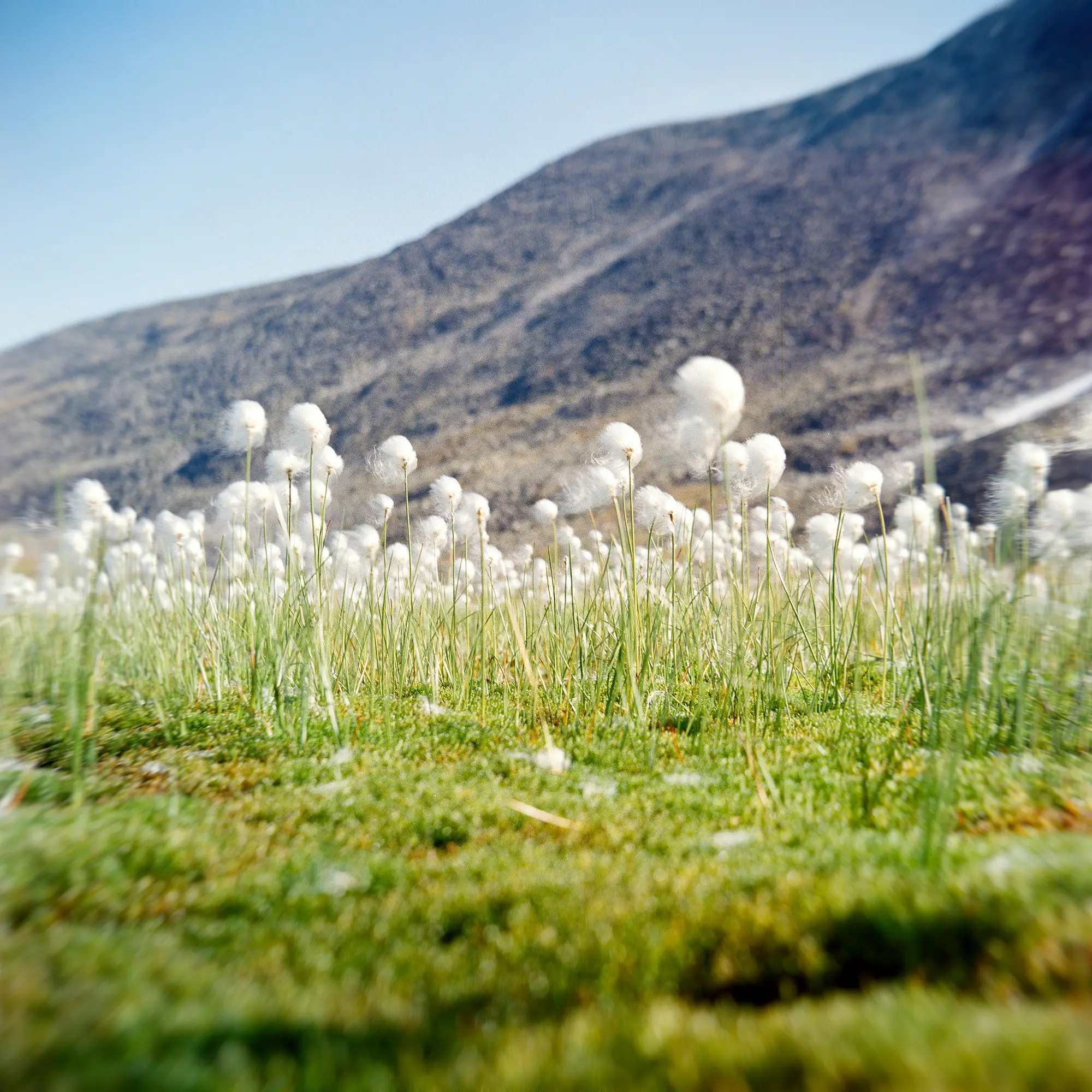 White cottongrass seedheads in sharp focus against blurred mountain slope background.