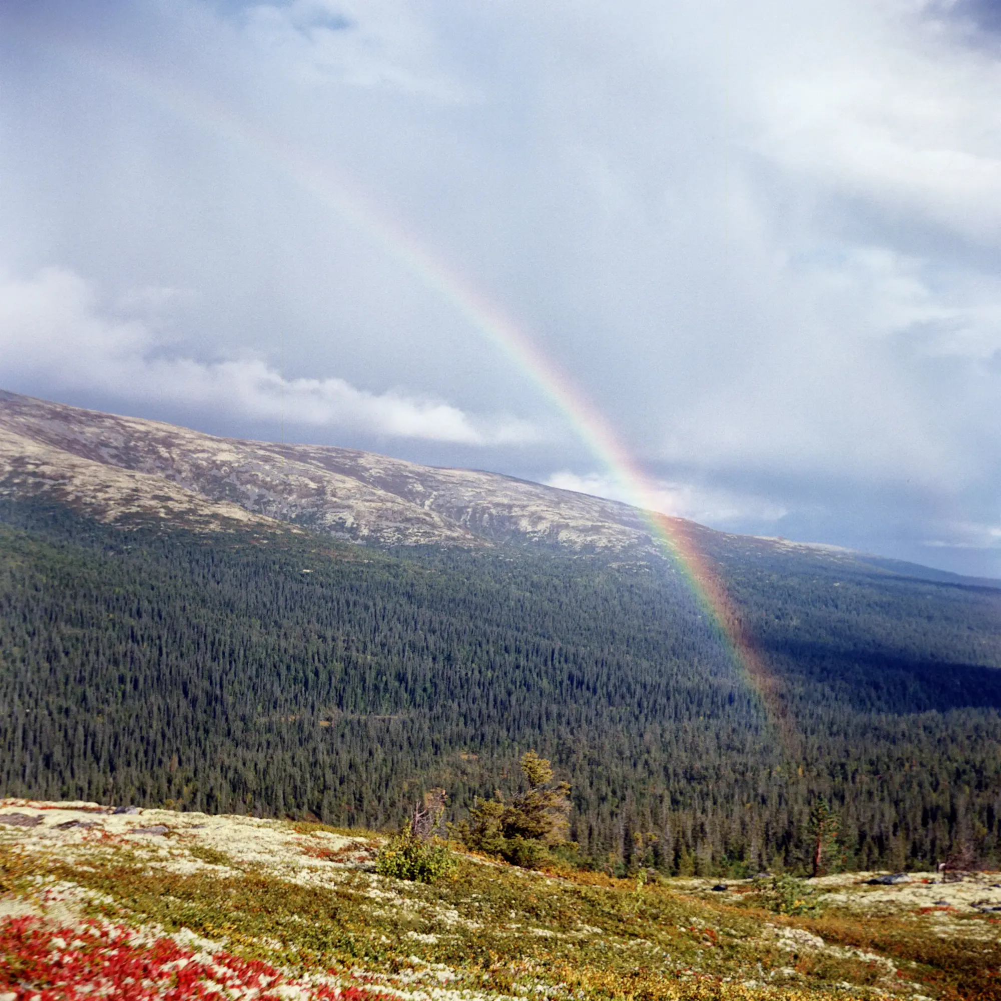 Rainbow arcing over dense coniferous forest beneath mountain slope and storm clouds.