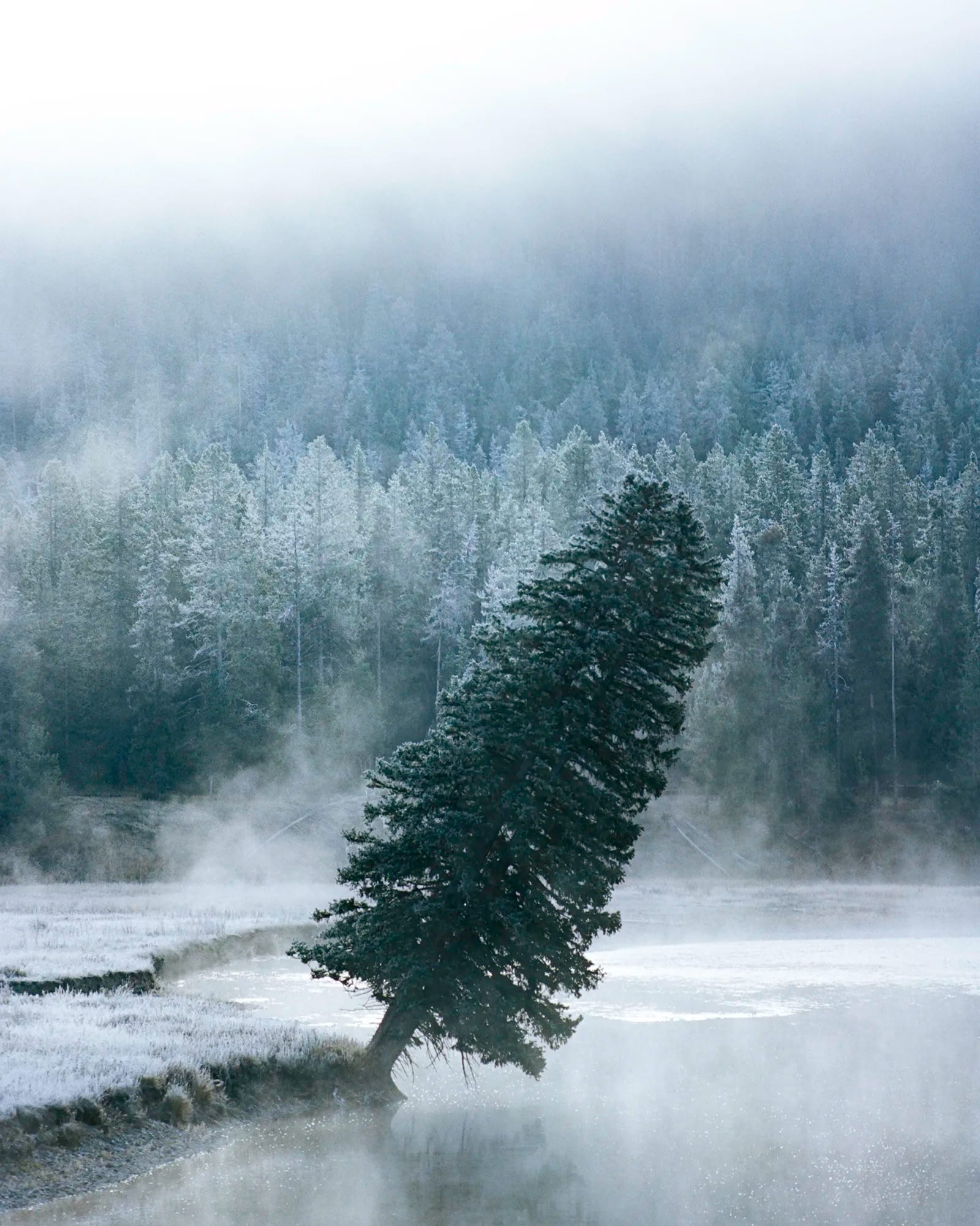 Solitary frost-covered evergreen tree beside misty river with frozen forest in background.