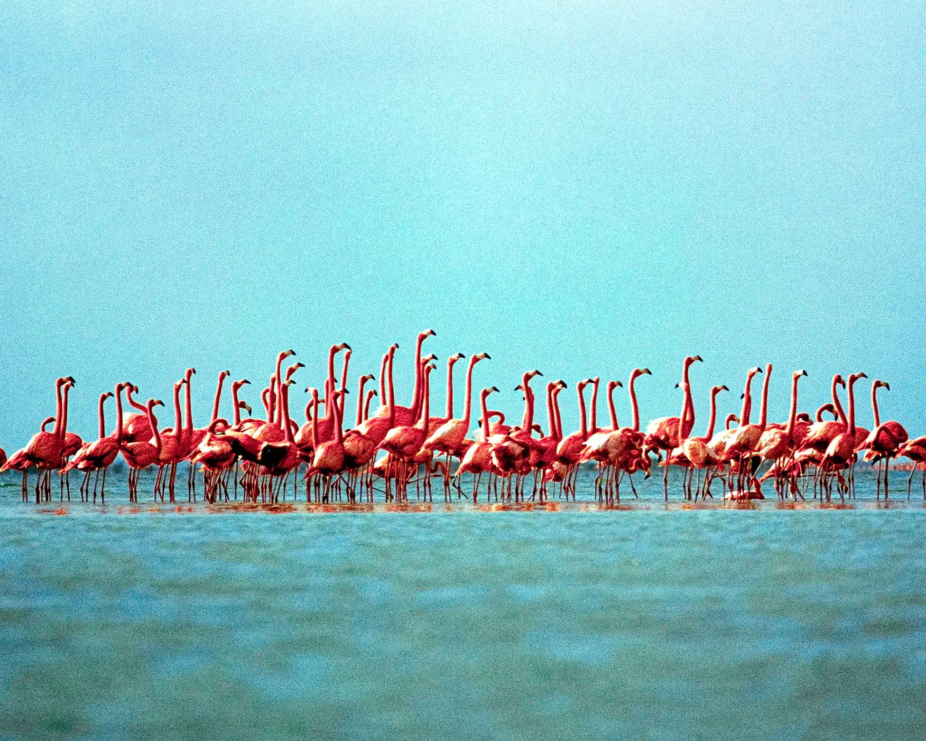 Large flock of pink flamingos standing in shallow turquoise water with extended necks.