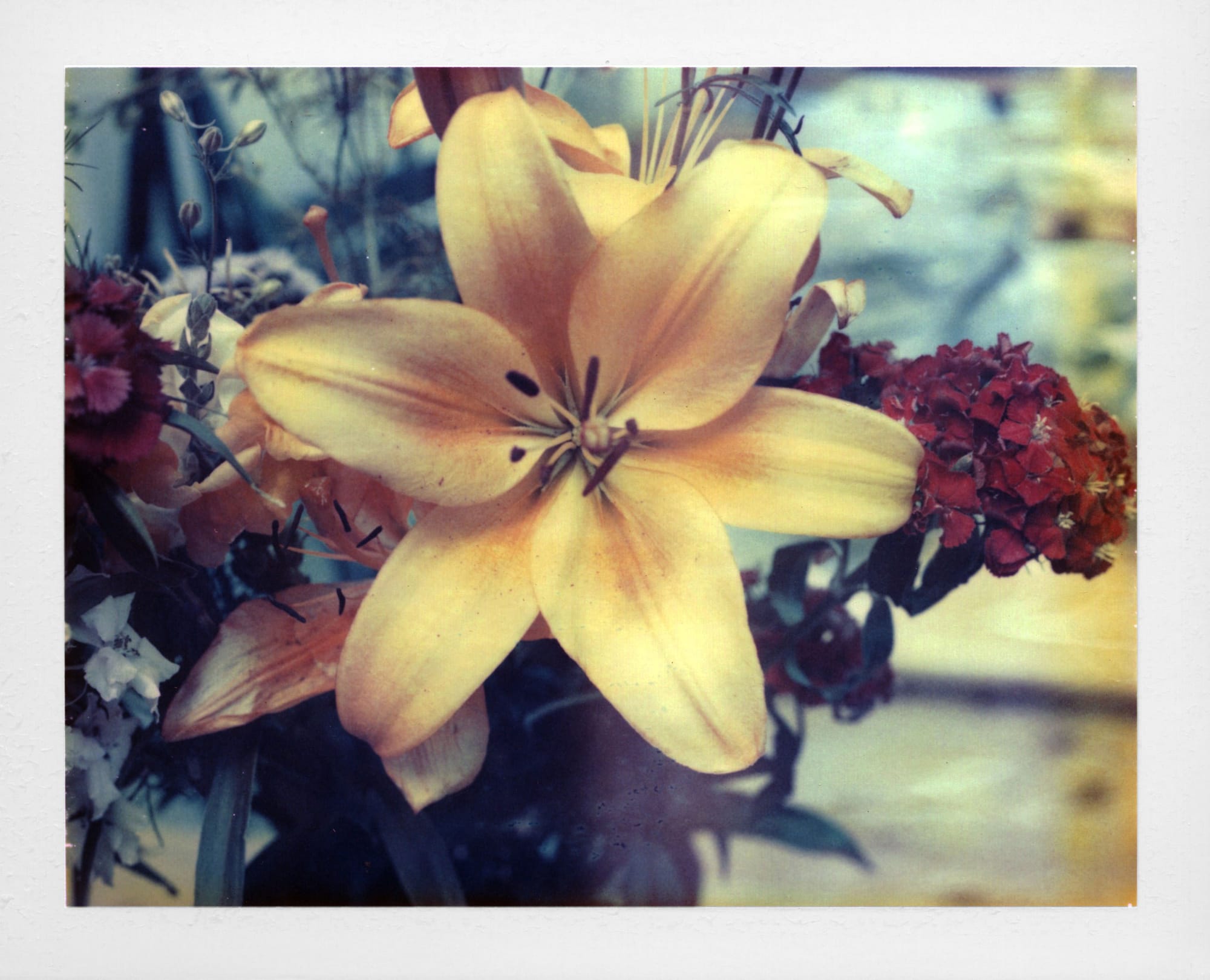 Close-up macro polaroid of yellow and red flower petals with soft focus on film.