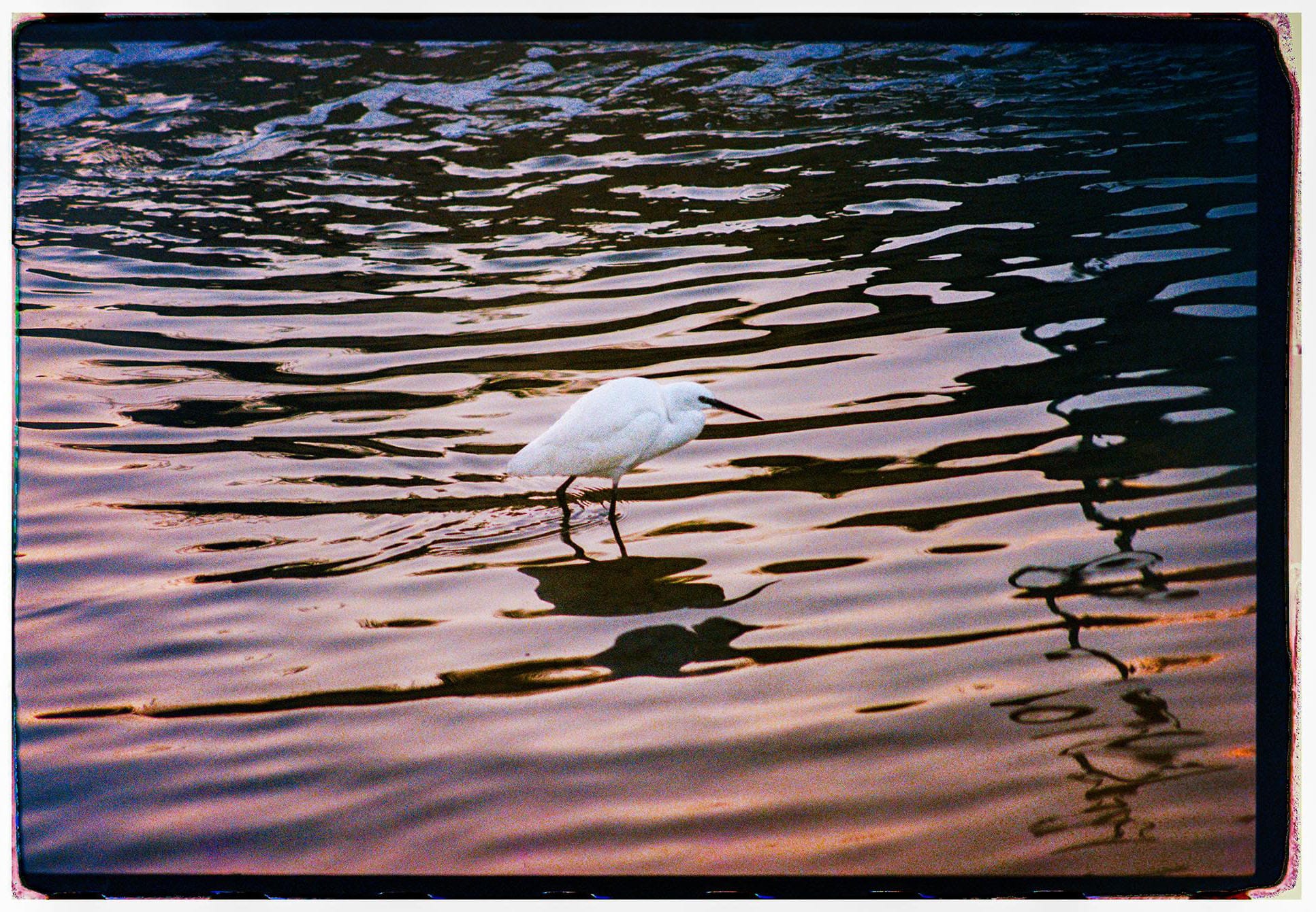 White egret wading bird hunting in rippled water at sunset with colorful reflections on water surface.