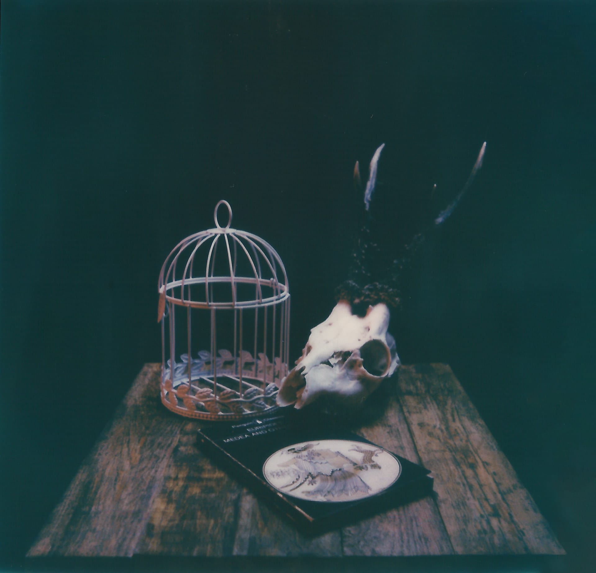 Animal skull and vintage birdcage still life photography on rustic wooden table.