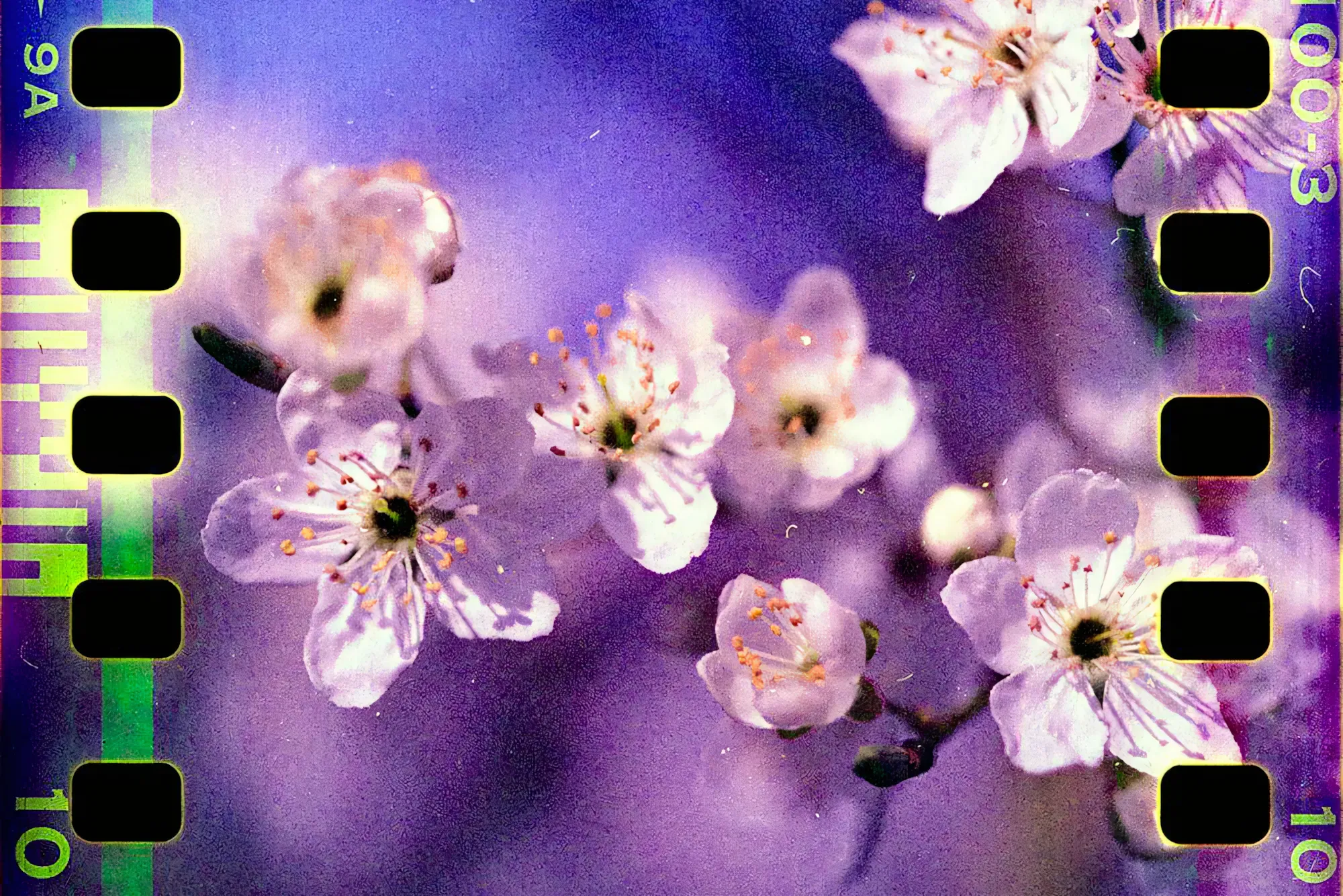 Michaël Flocco's Nature Studies