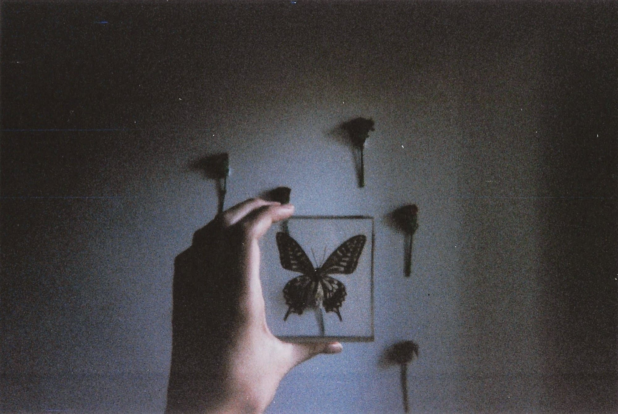 Hand holding framed butterfly specimen against dark wall with dramatic lighting and shadows.