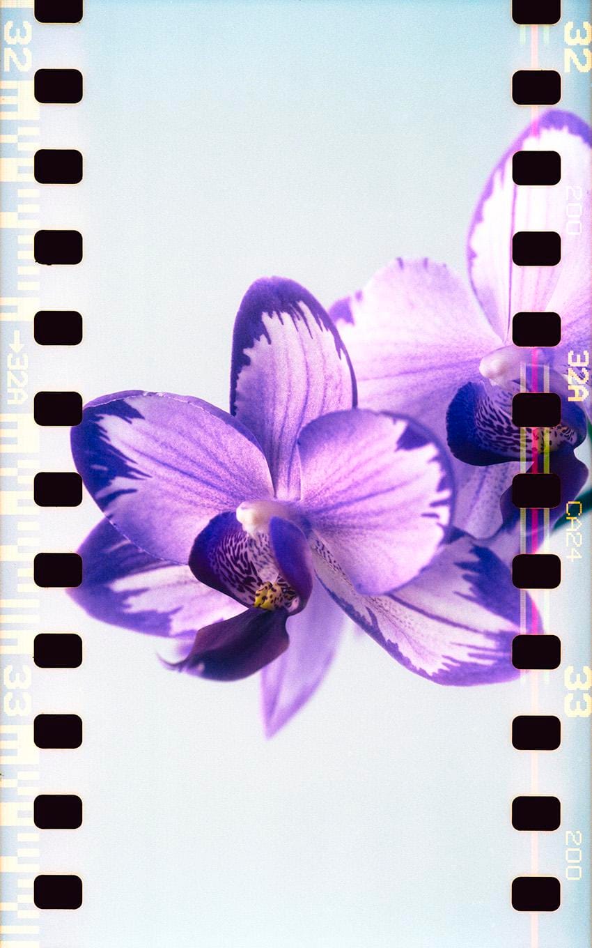 Purple orchid blossoms in sharp focus with visible film sprocket holes along frame edges.