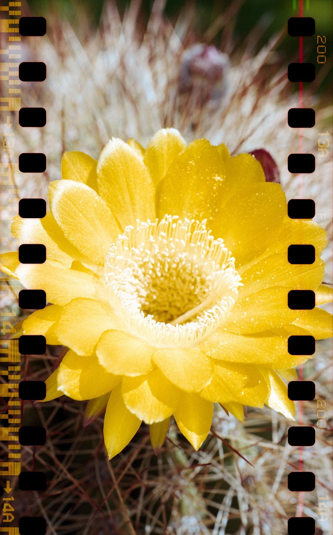 Yellow cactus flower with white stamen in macro focus surrounded by blurred silvery spines with sprocket holes along edges.