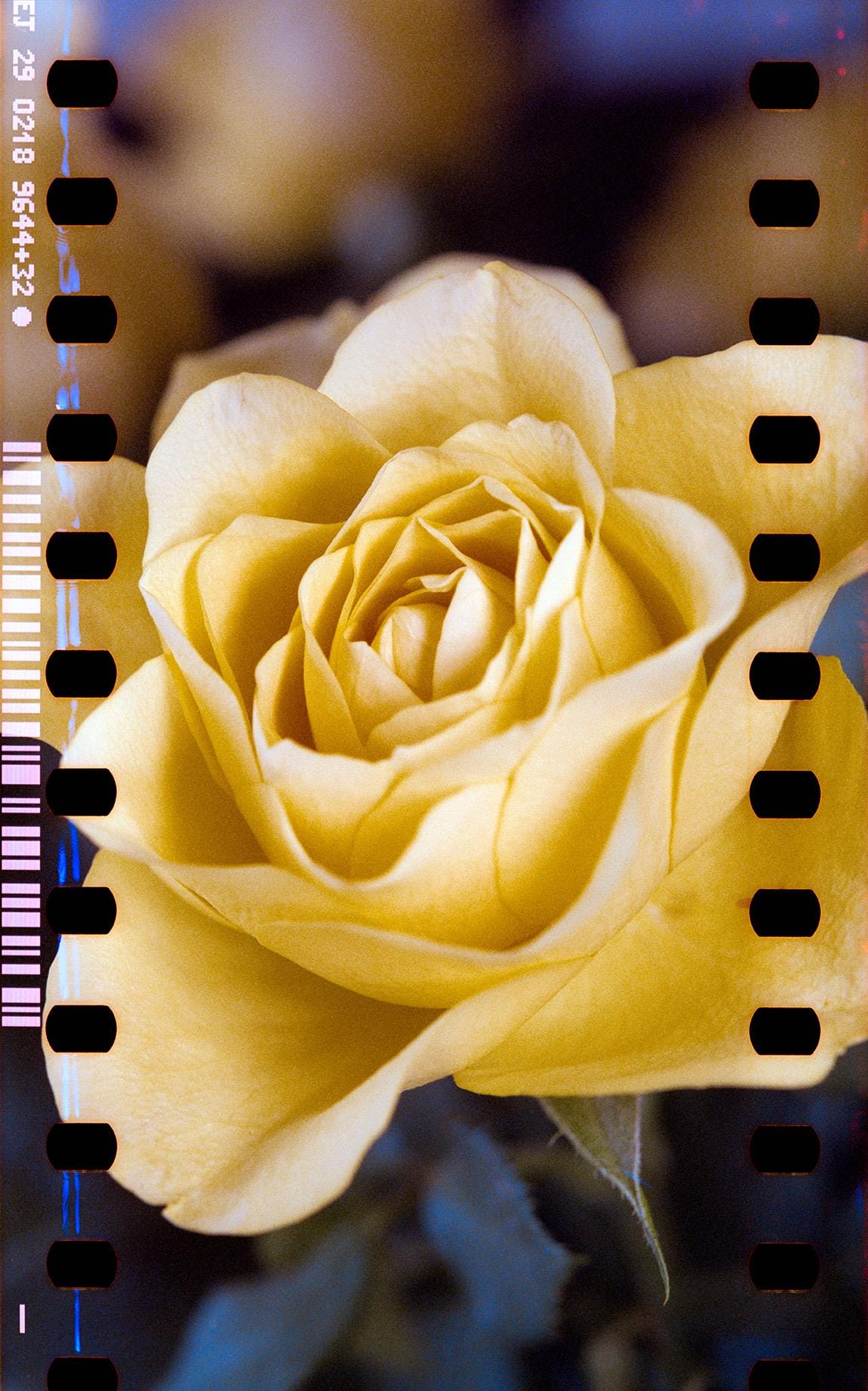 Yellow rose in close-up with soft bokeh background and sprocket holes bordering the frame.