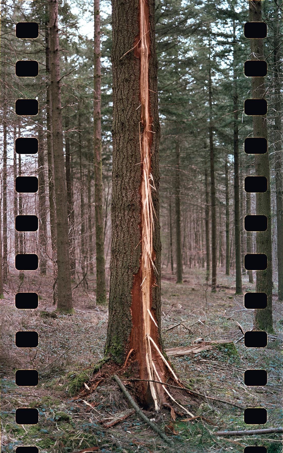 Pine tree trunk with fresh lightning strike scar exposing orange wood in forest with sprocket holes on frame edges.