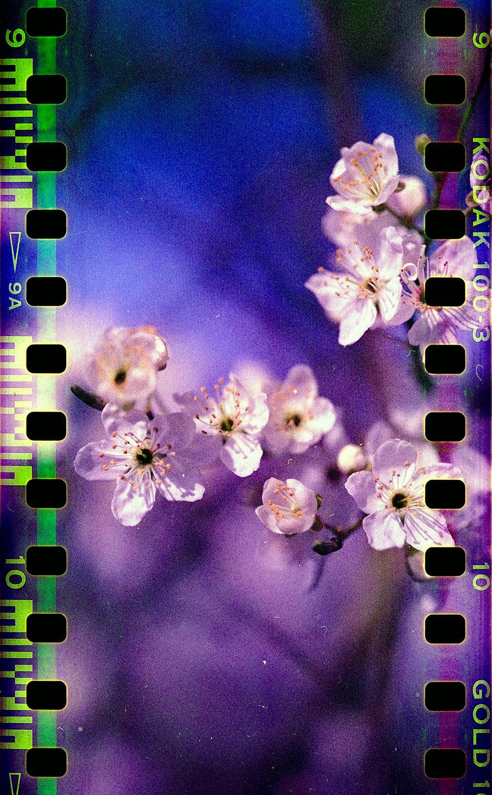 White cherry blossoms against deep purple and blue gradient sky with film perforations visible along borders.