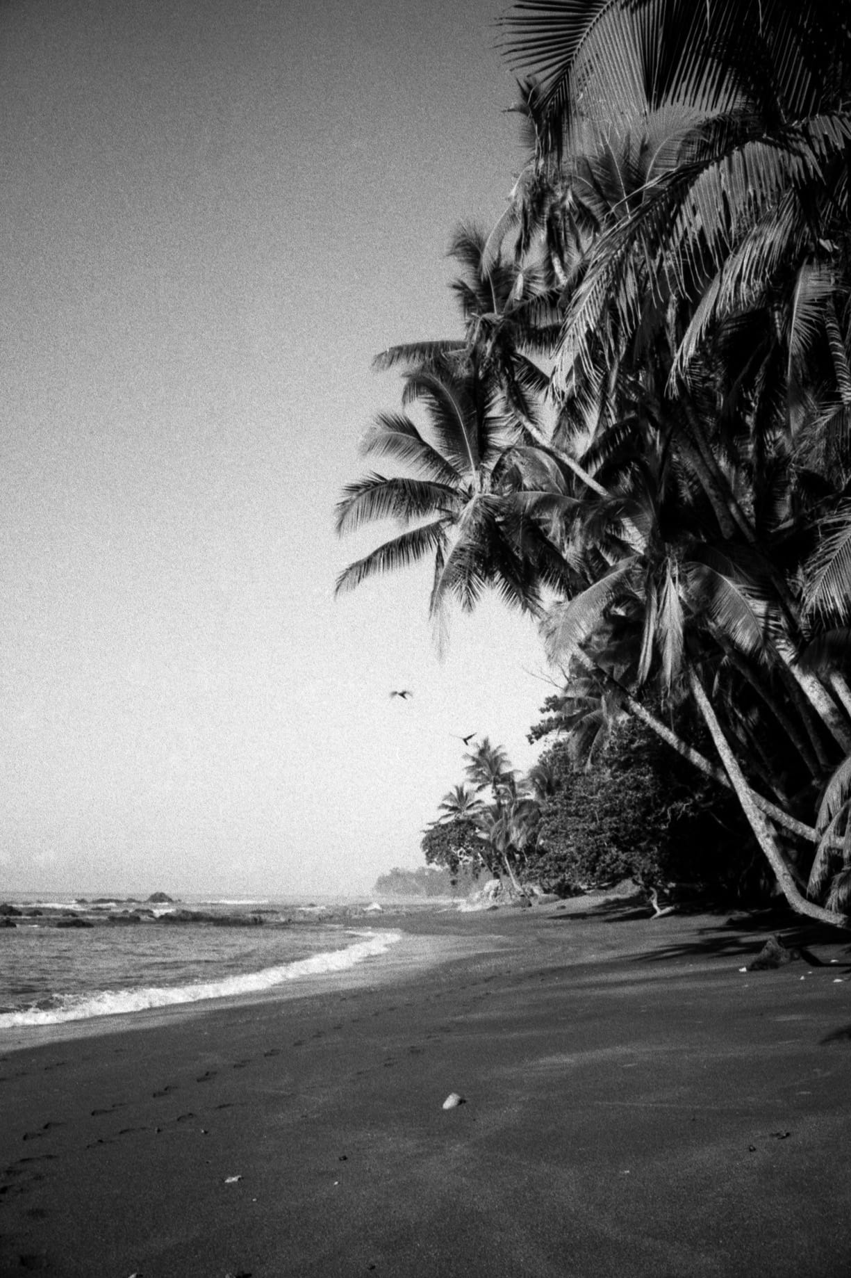 Palm trees lean over dark sand beach with ocean waves and distant vegetation line.