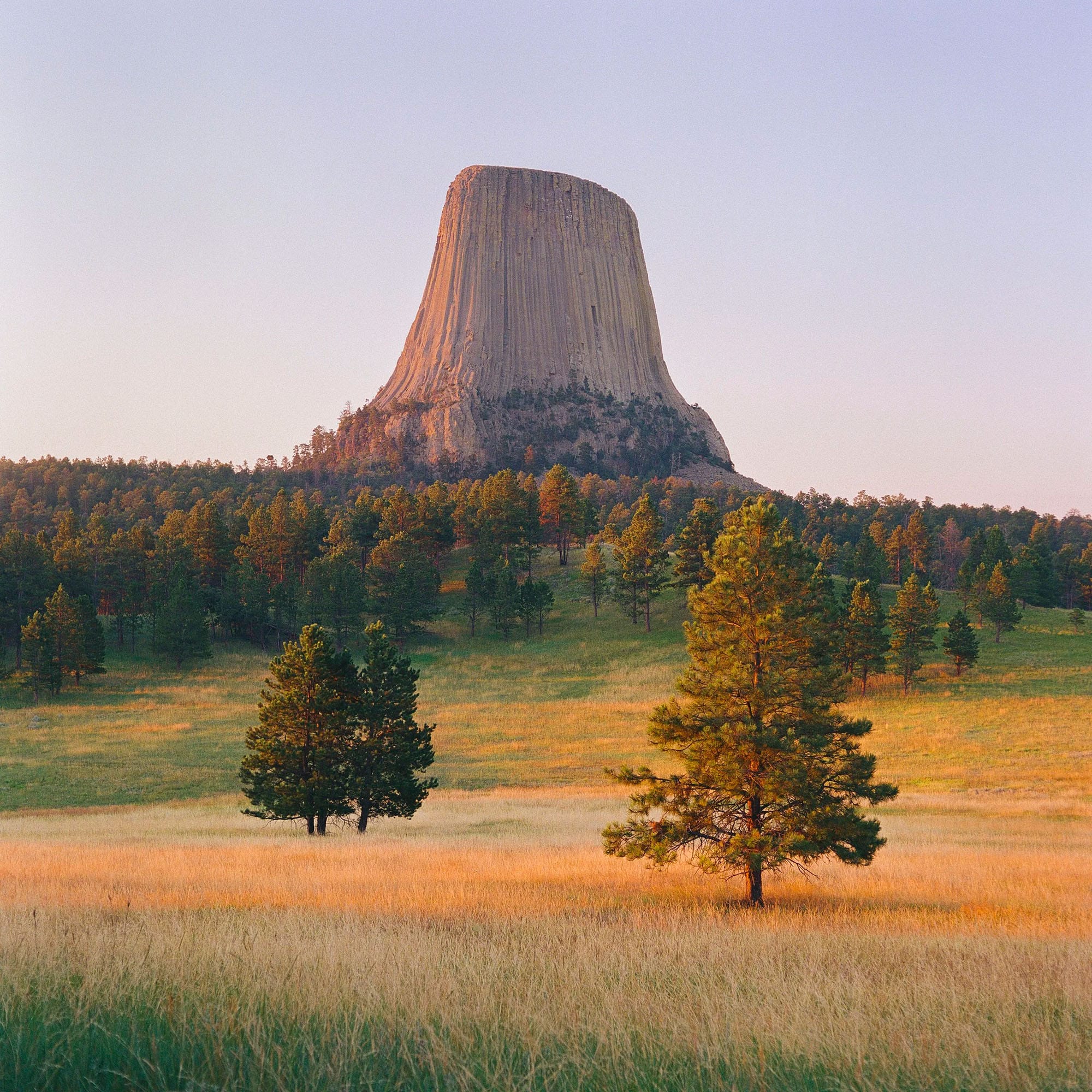 Devils Tower rises above golden meadow with scattered pine trees at sunset.