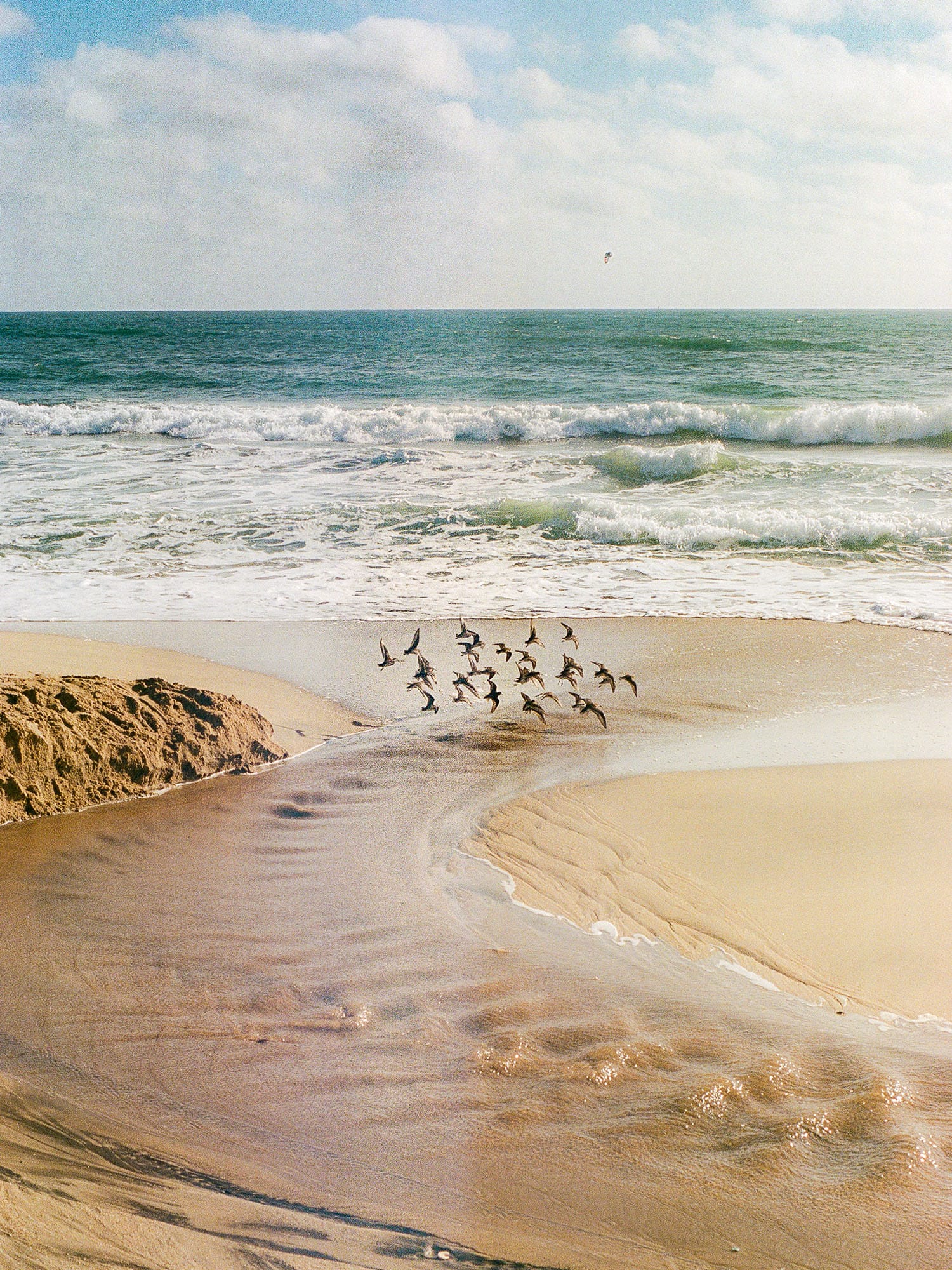 Flock of birds takes flight over wet beach sand with ocean waves.