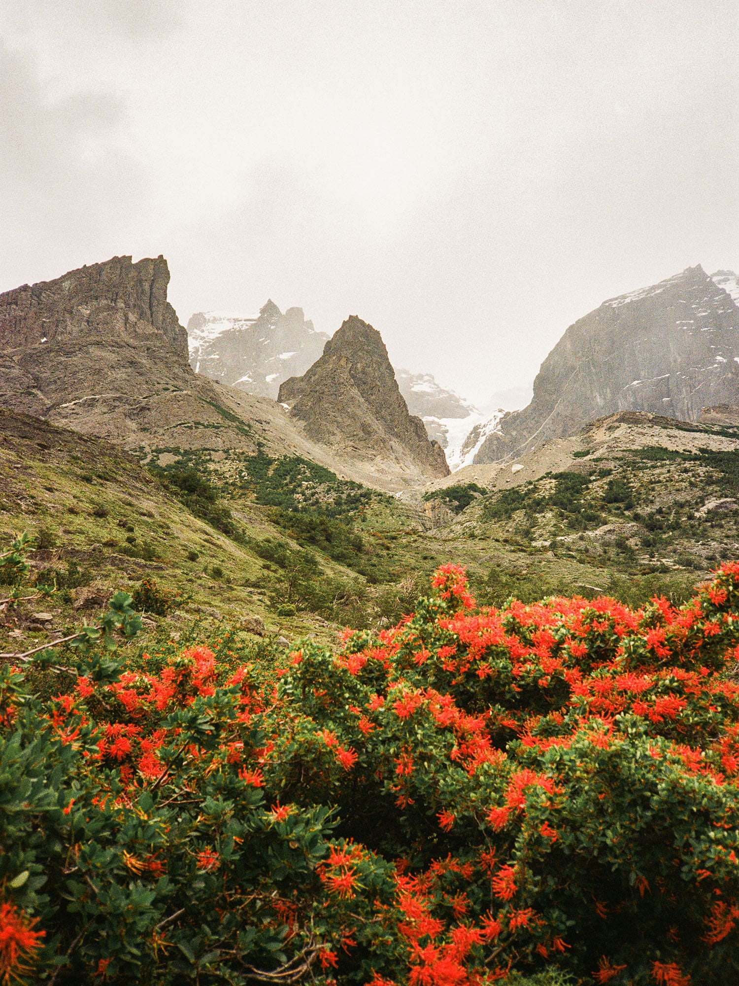 Red flowering bushes fill foreground with jagged mountain peaks beyond.