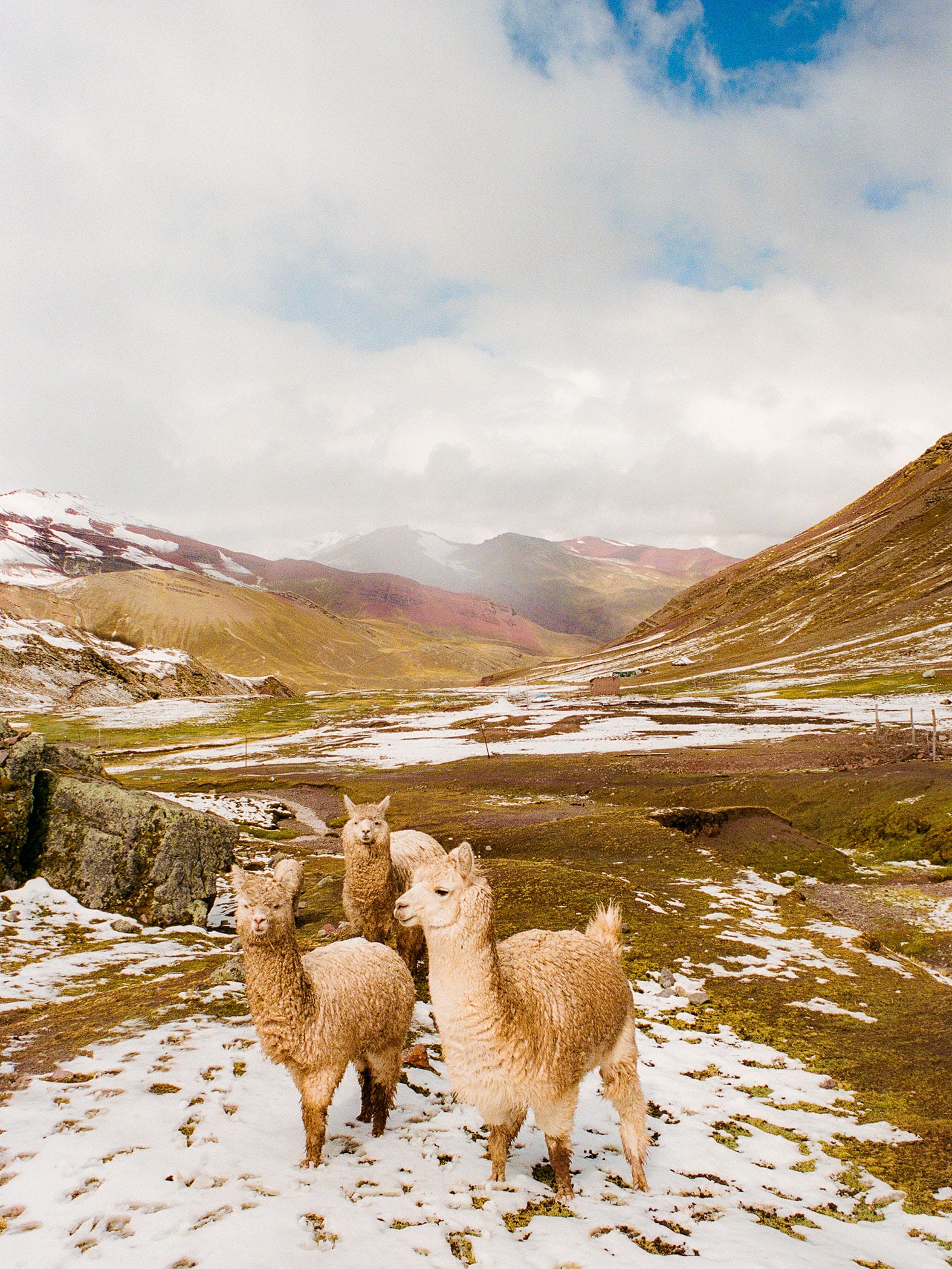 Three alpacas stand in snowy Andean valley with mountains behind.