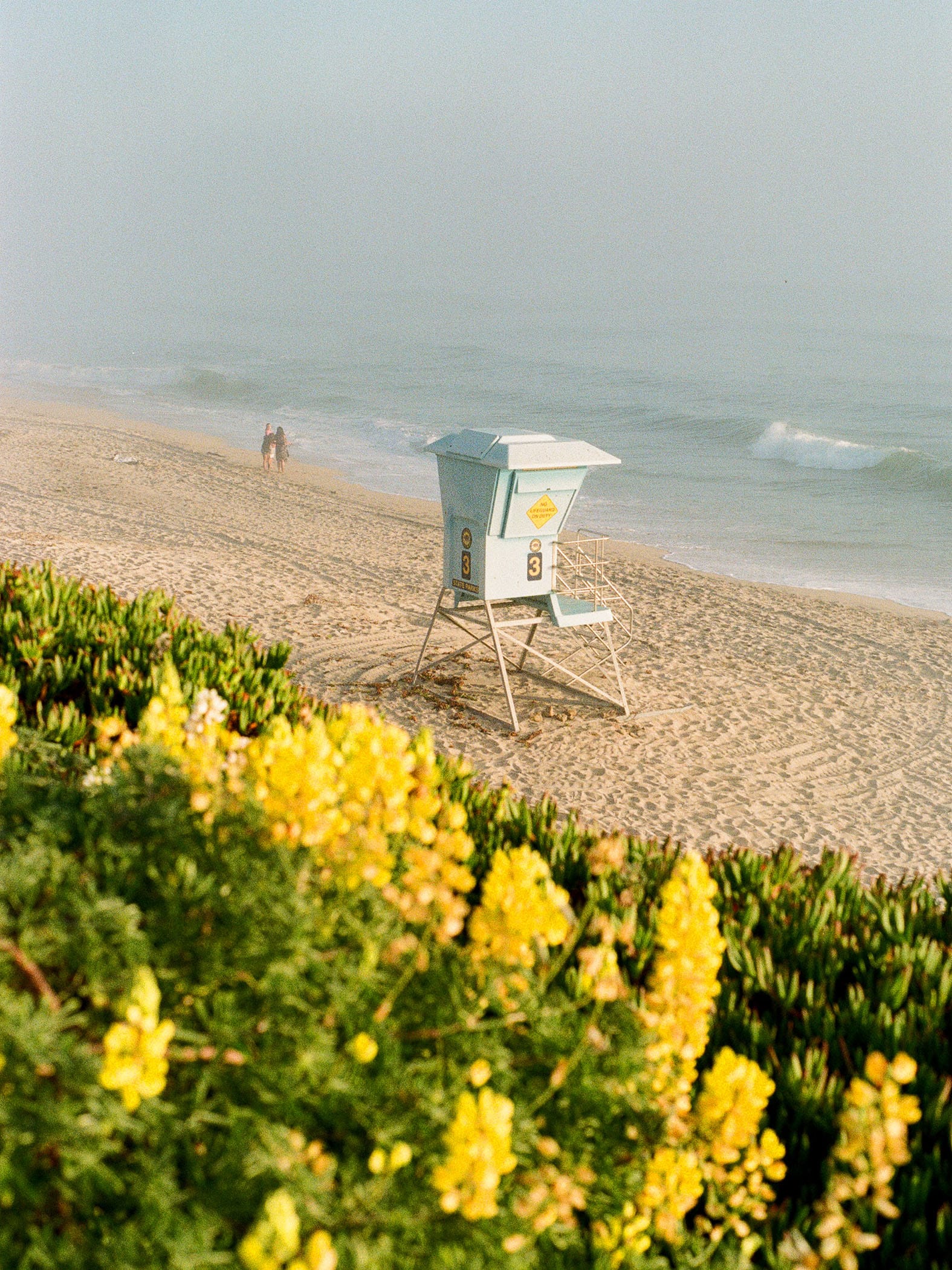 Lifeguard tower sits on beach with yellow flowers in foreground vegetation.