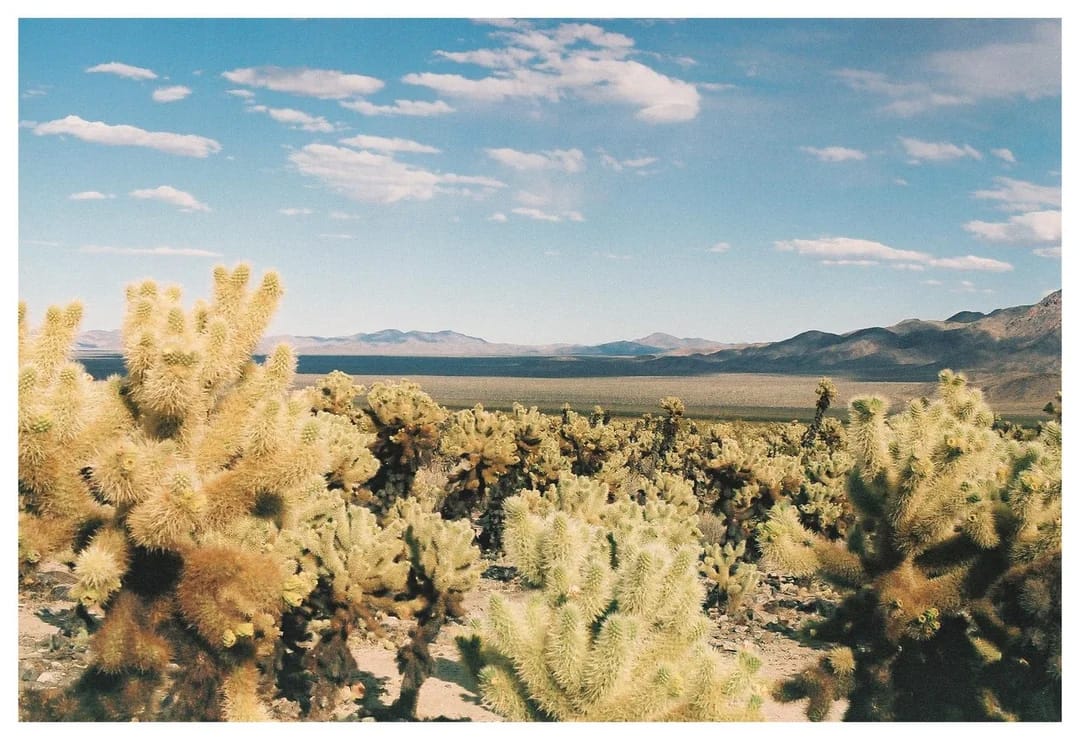 Desert landscape with bare twisted trees against sandy terrain and clear sky.