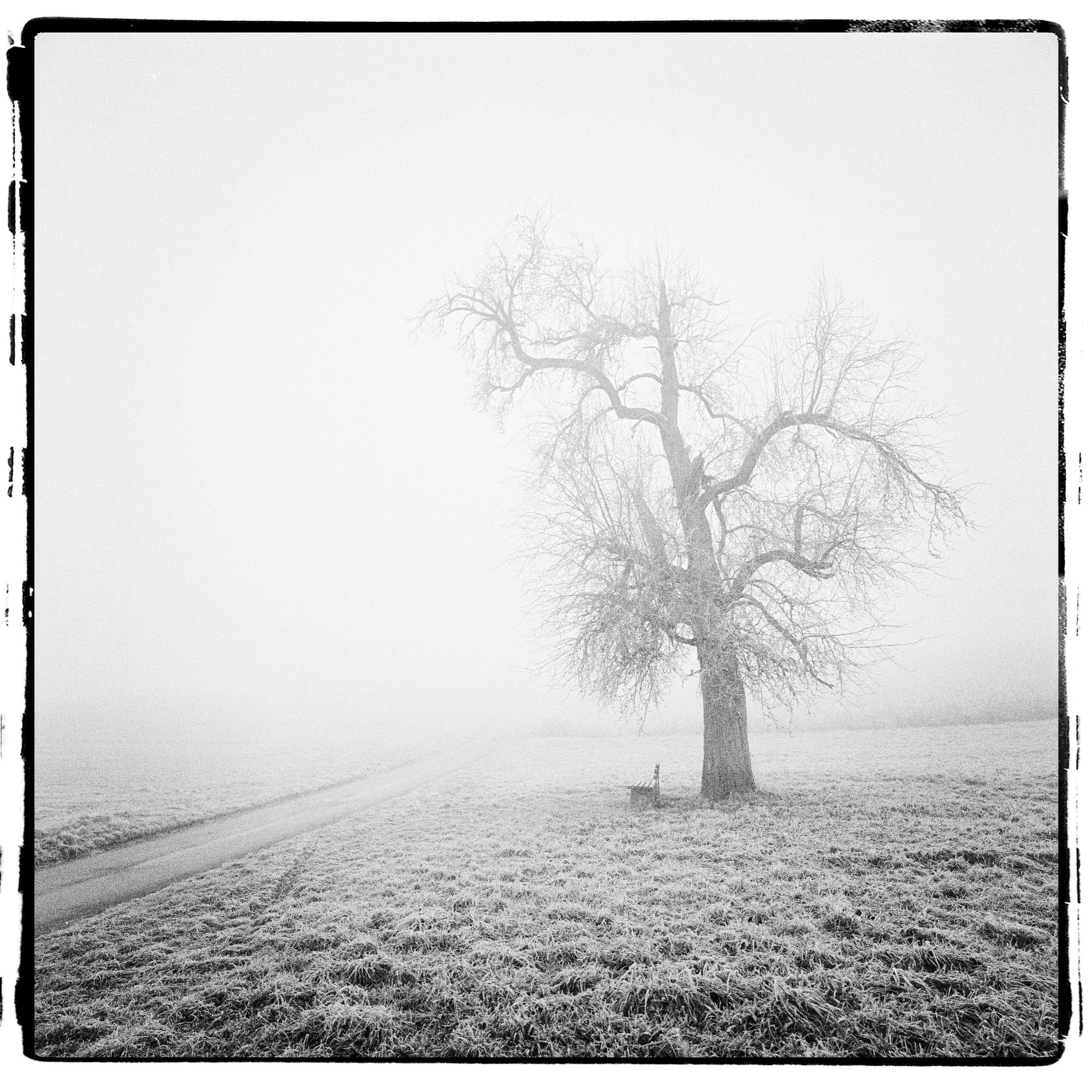 Black and white bare tree in foggy field with frost and country road in minimalist composition.