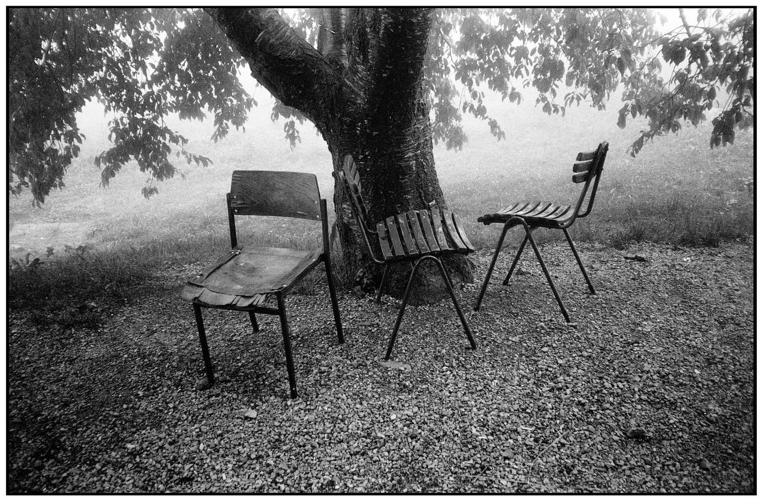 Three empty chairs arranged around tree trunk in misty park setting.