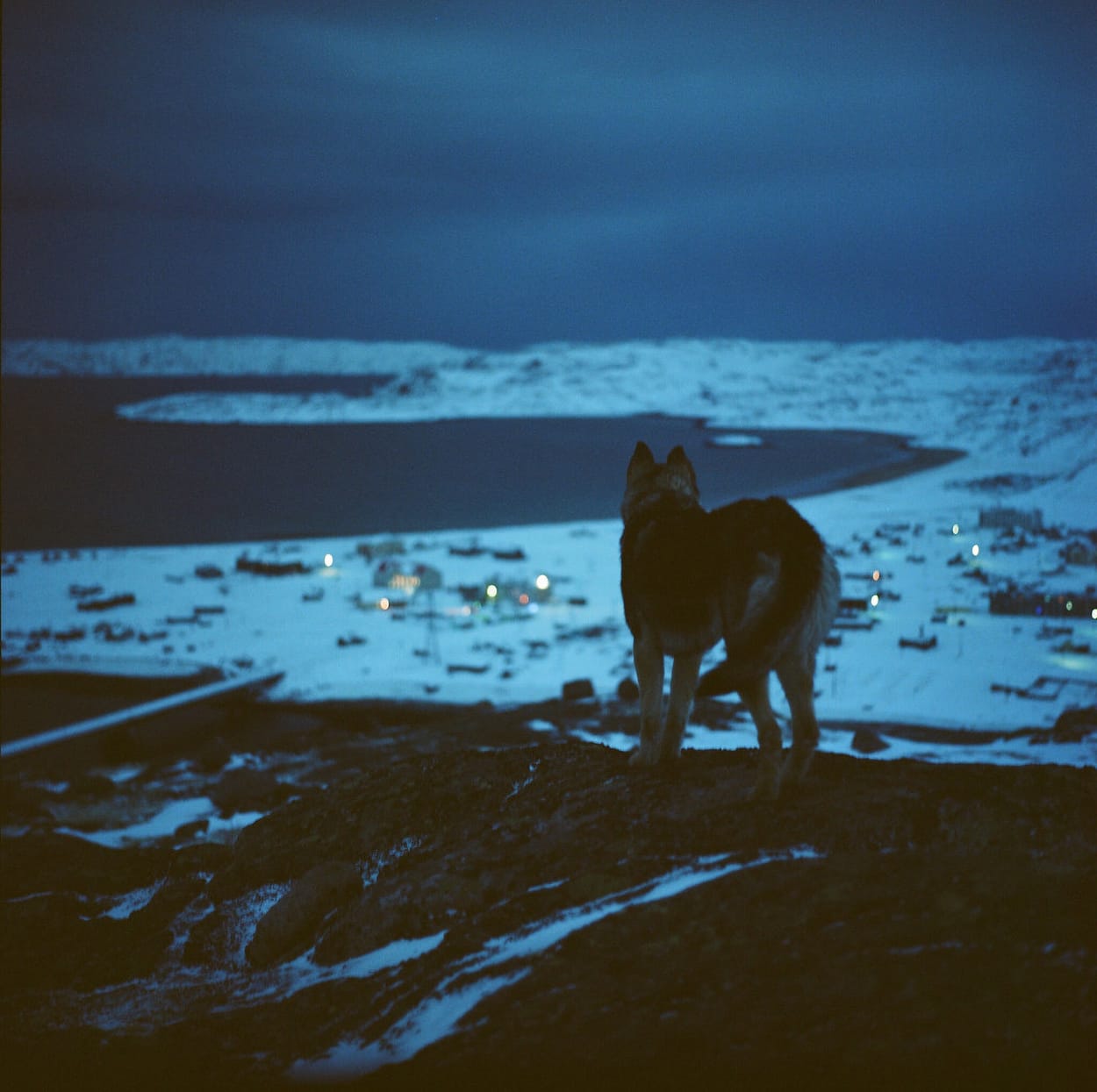 Wolf silhouette standing on snowy hillside overlooking village lights at blue hour twilight.