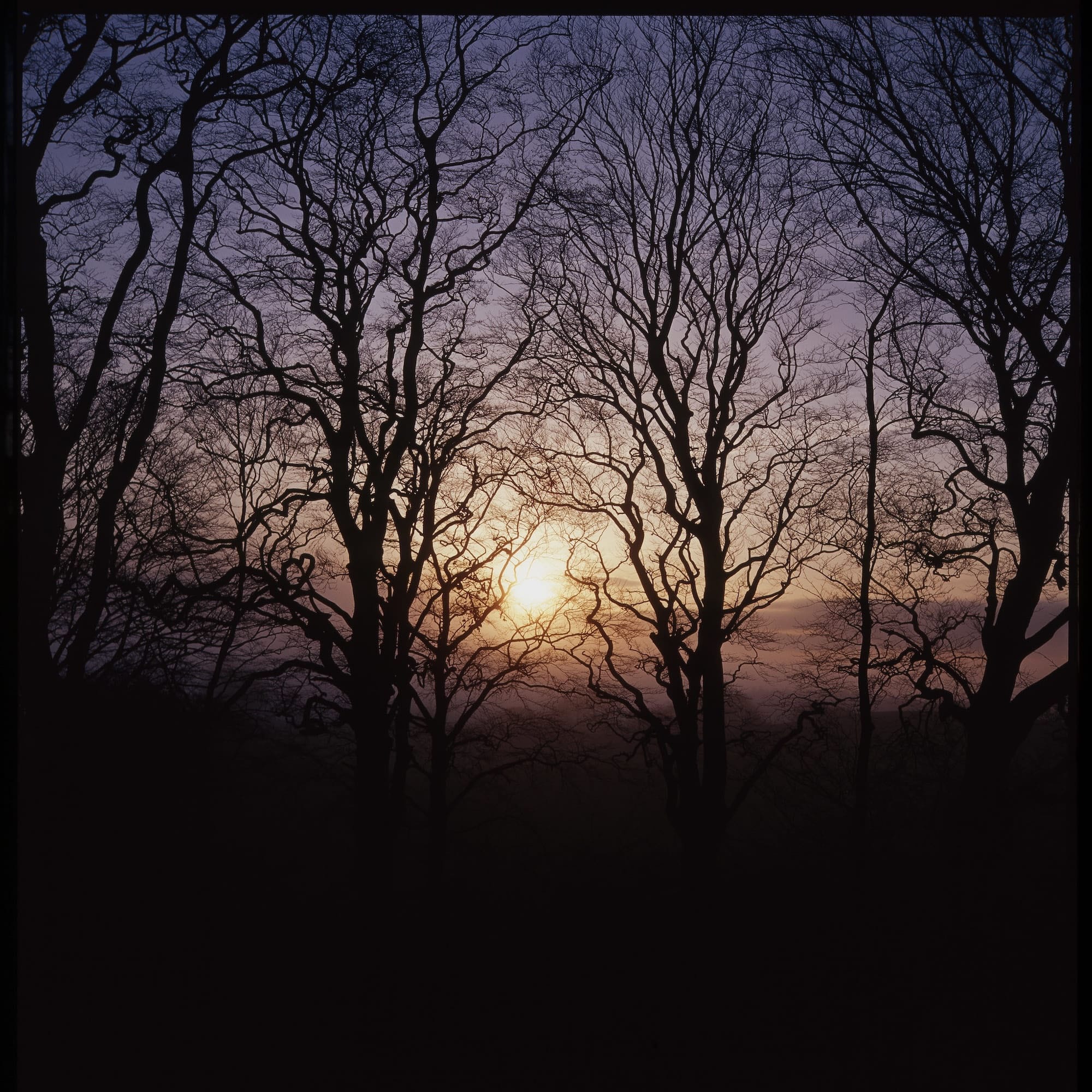 Bare tree silhouettes against colorful sunset sky with purple and orange gradient tones.