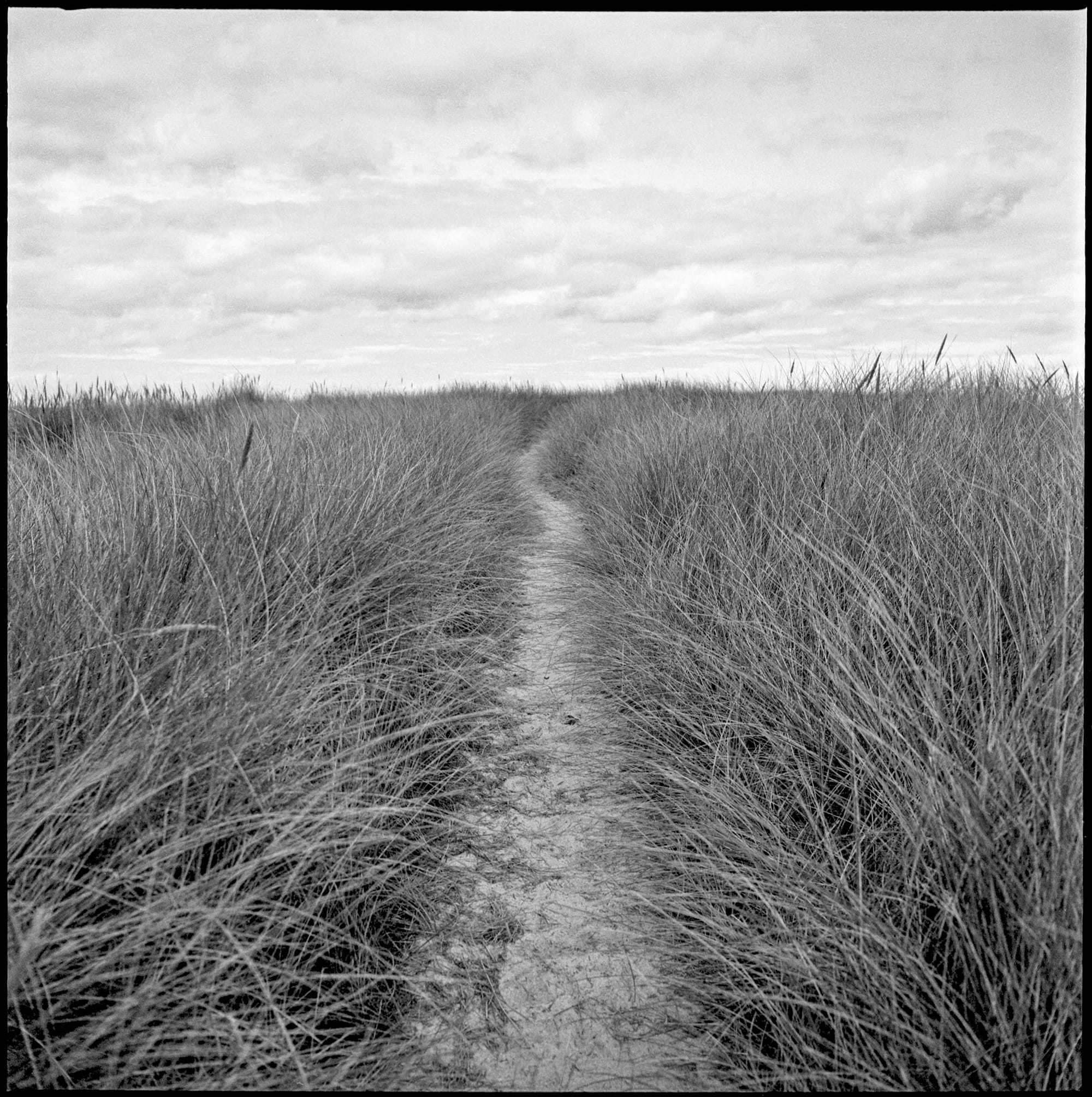 Sandy path cuts through tall beach grass under cloudy sky.
