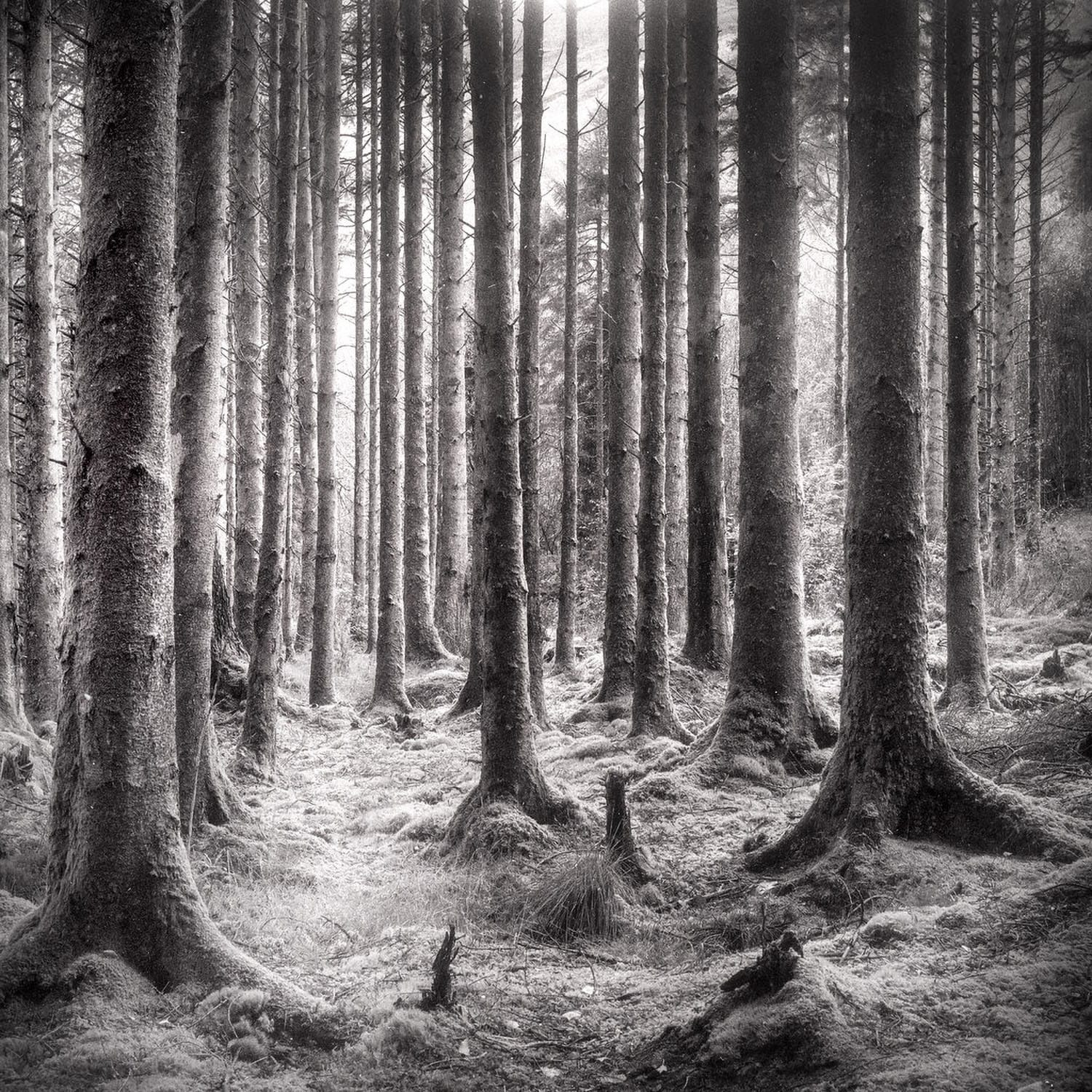 Black and white dense pine forest with sunlight filtering through tall straight tree trunks.