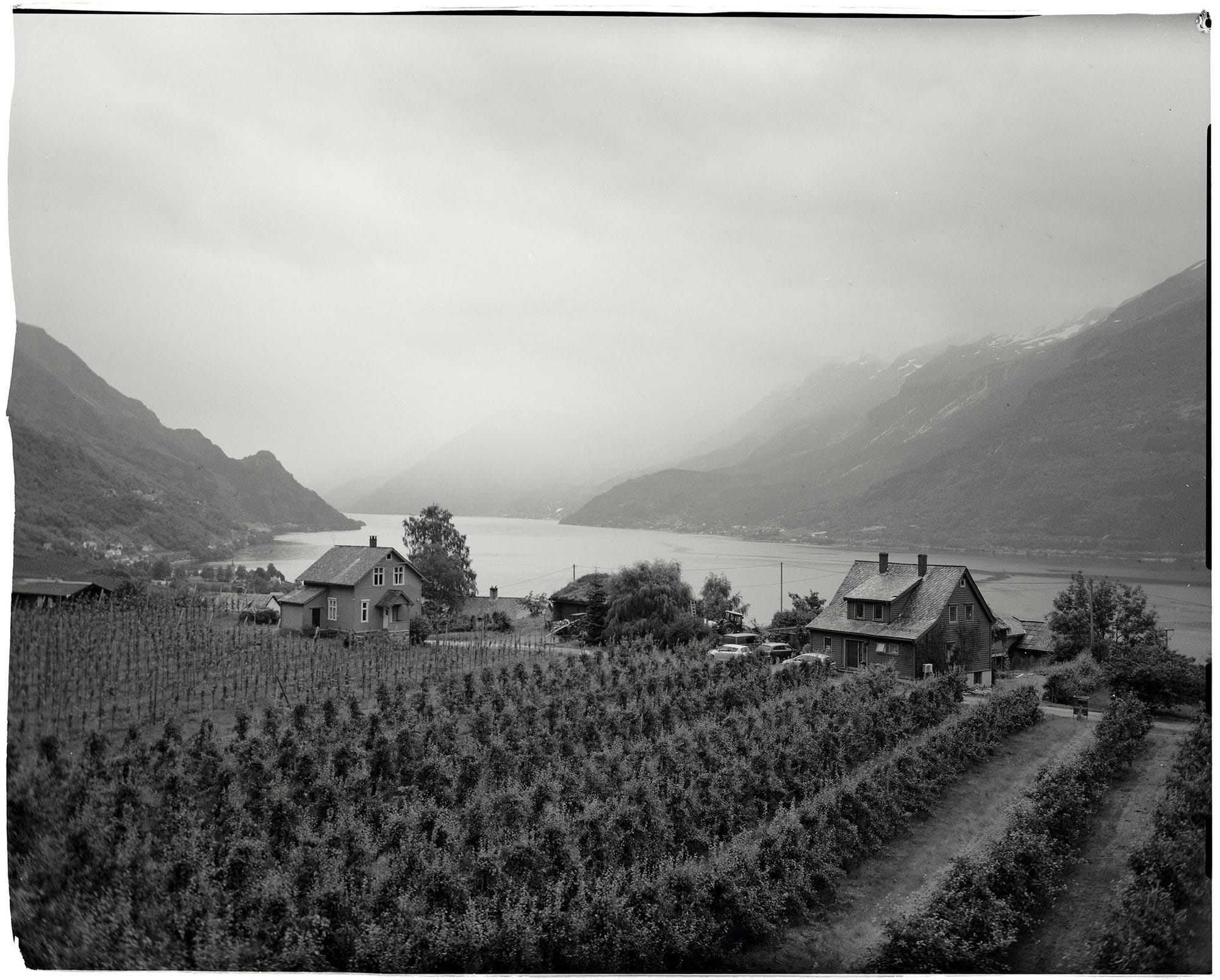 Black and white Nordic fjord village with houses and orchard overlooking water between mountains.