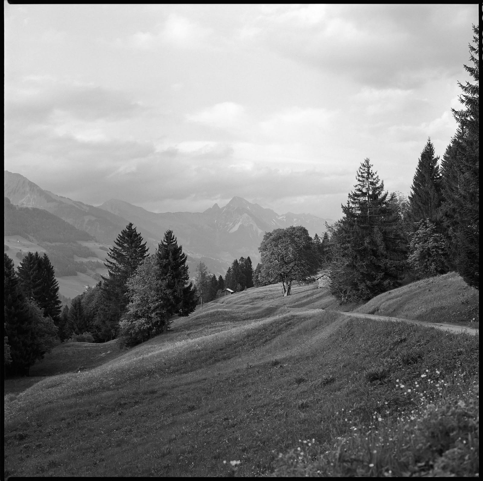 Black and white alpine meadow with rolling hills pine trees and mountain range background.
