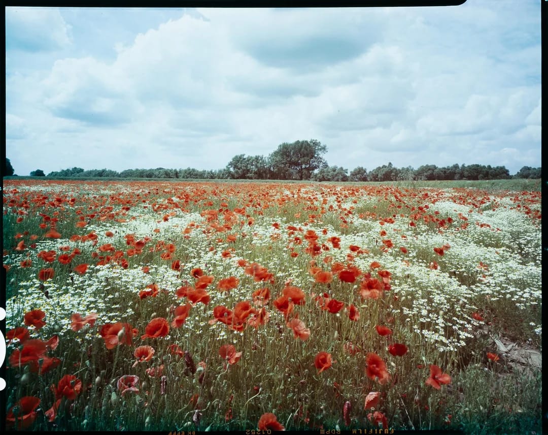 Wide field of red poppies and white wildflowers under cloudy sky with trees on horizon.
