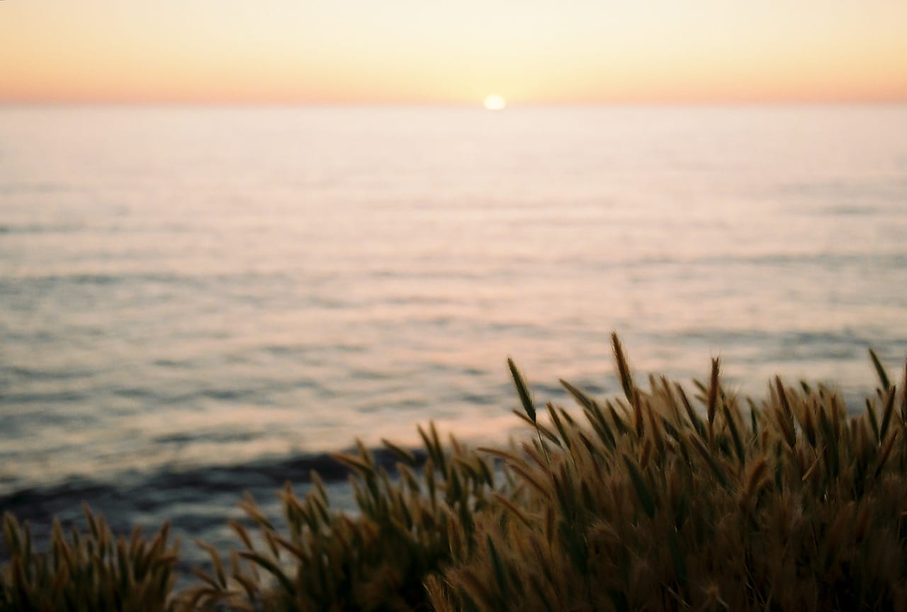 Soft focus coastal grass silhouette at sunset with pastel sky and calm ocean waves.