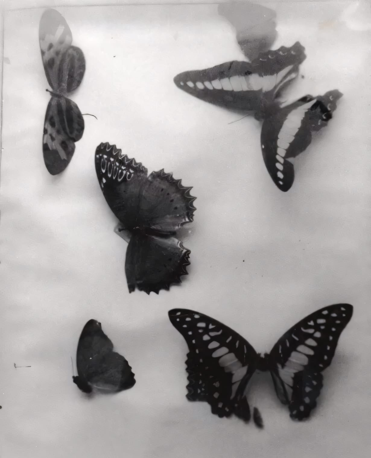 Five preserved butterflies arranged on white surface in black and white film photograph.