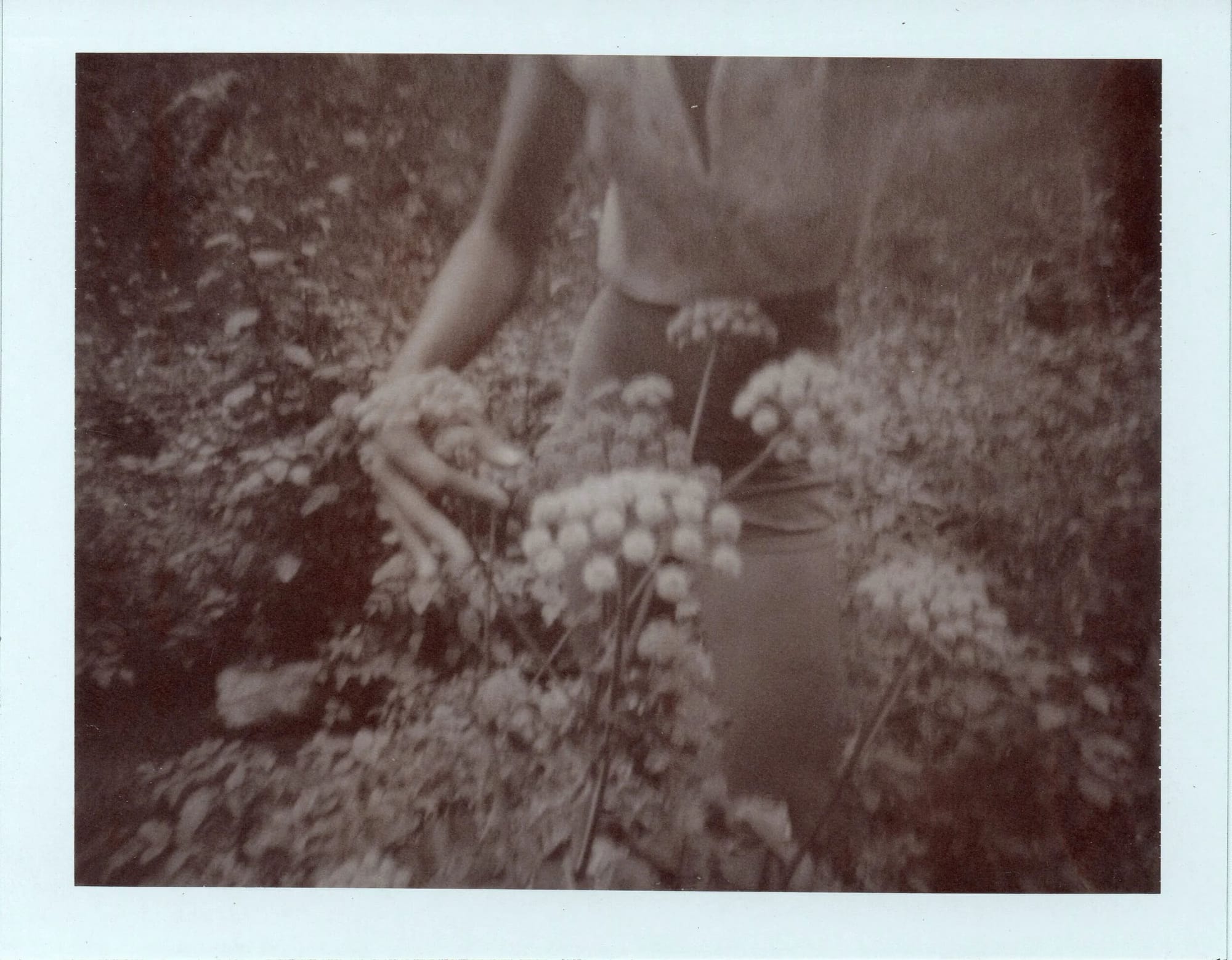 Blurred sepia toned image of a young woman and wildflowers in soft focus.