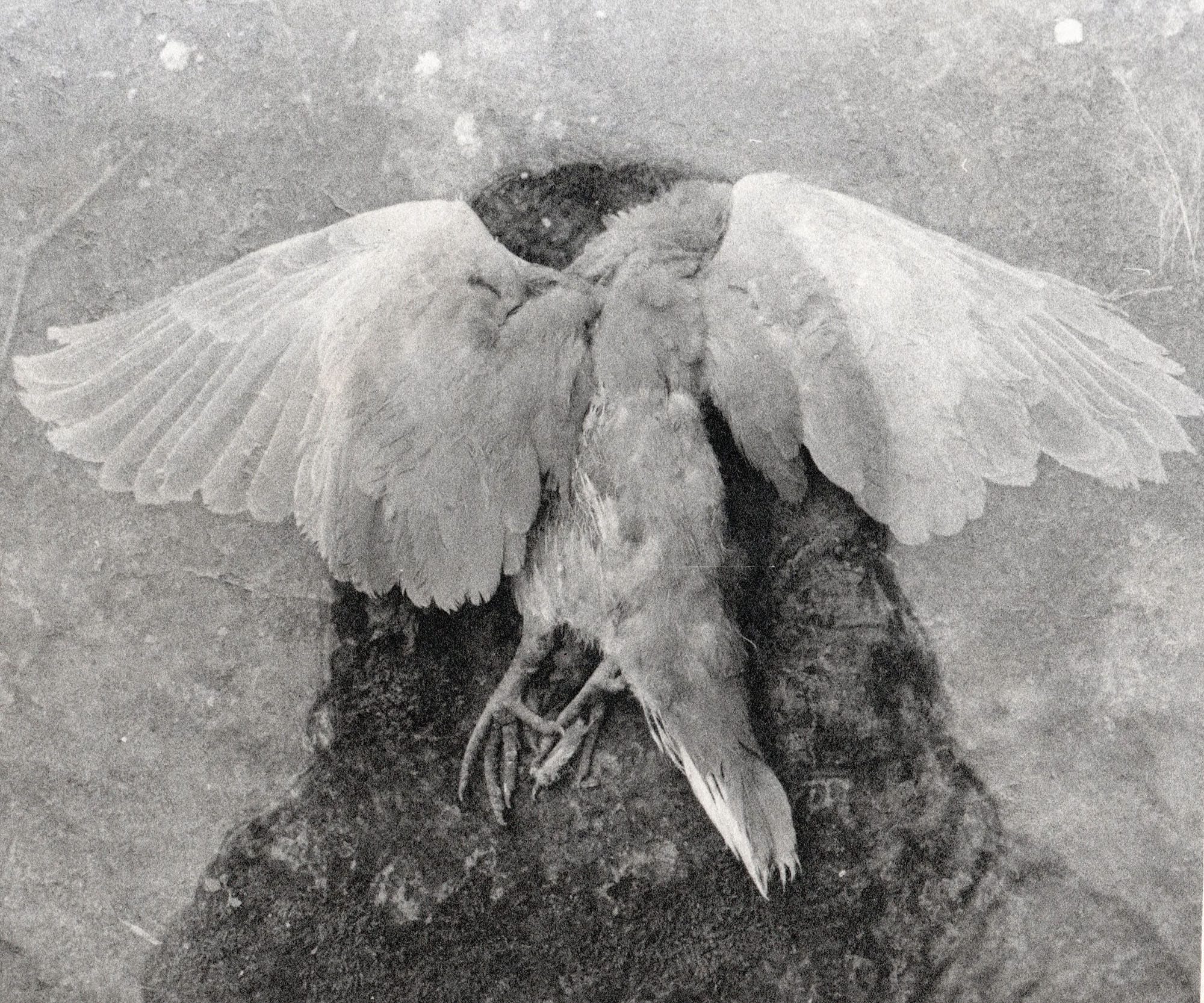 Dead bird with spread wings photographed from above on textured ground black and white.