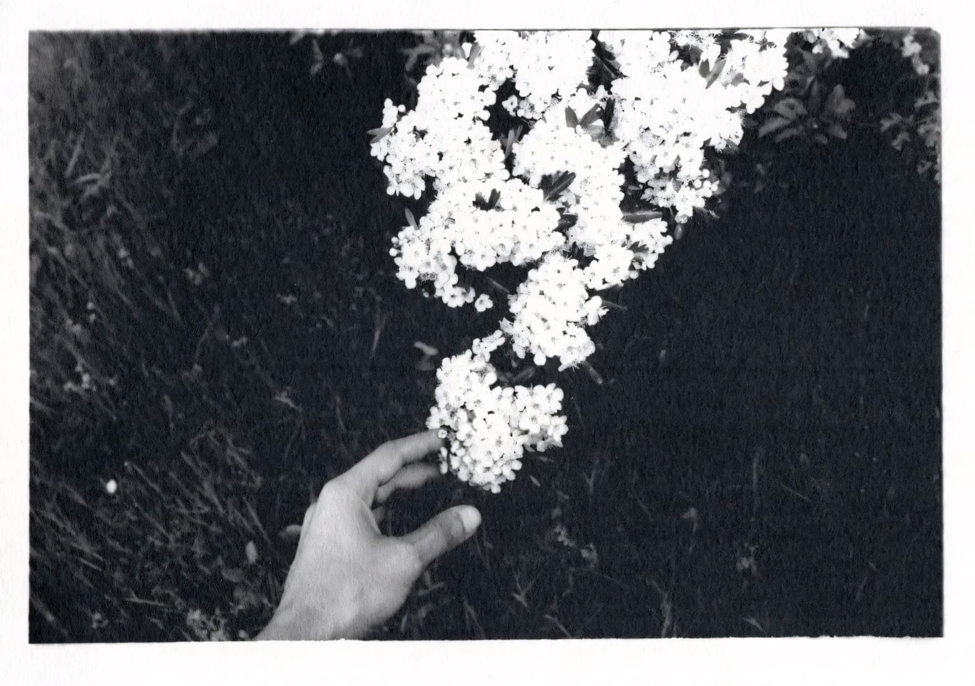 Hand reaching out, touching branch of white flowers against dark foliage background.