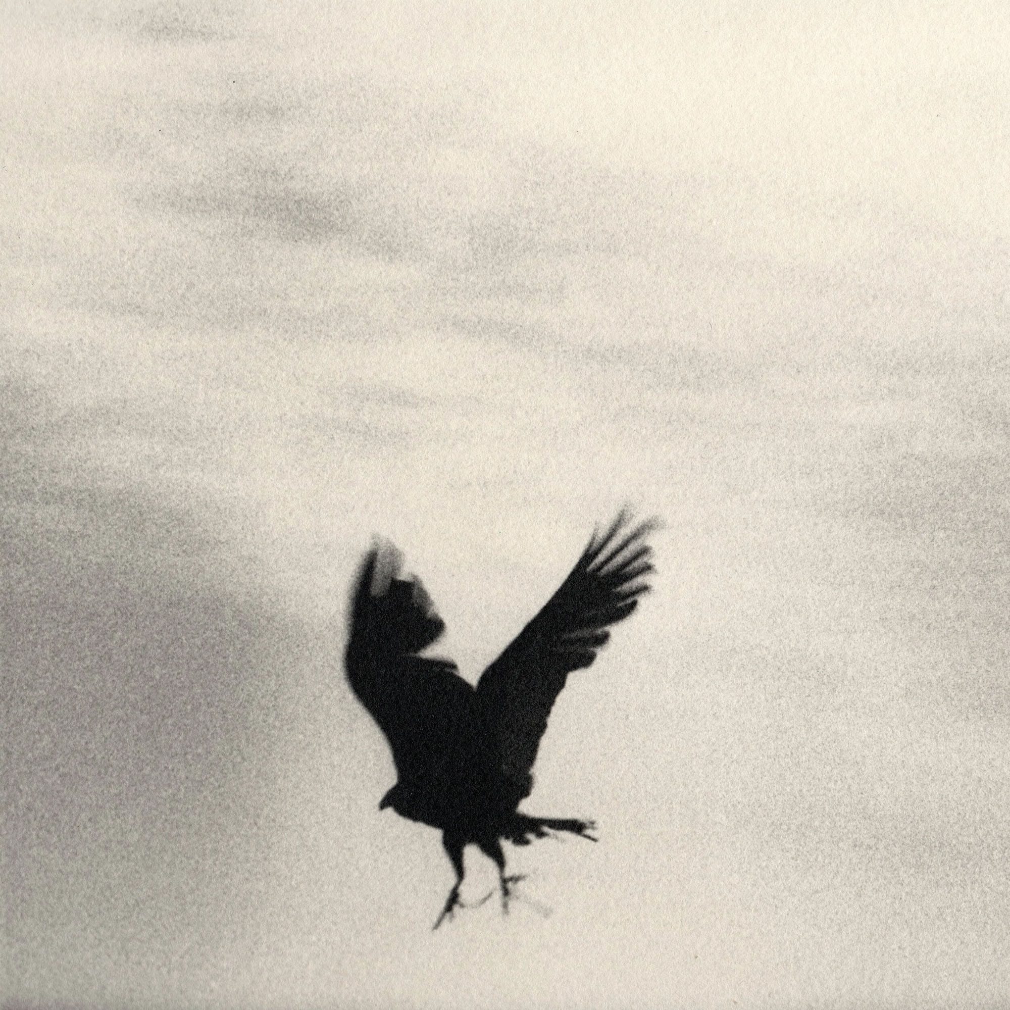 Silhouette of bird in flight against pale grainy sky black and white.