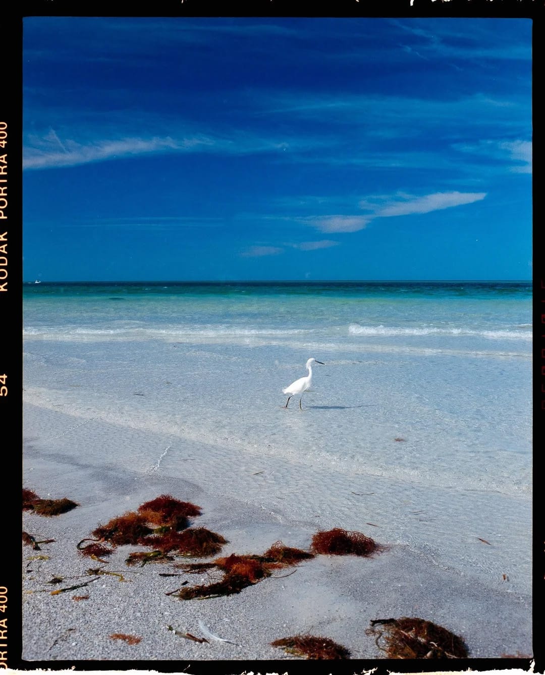 White egret wading in turquoise tropical water with seaweed and deep blue sky on film.