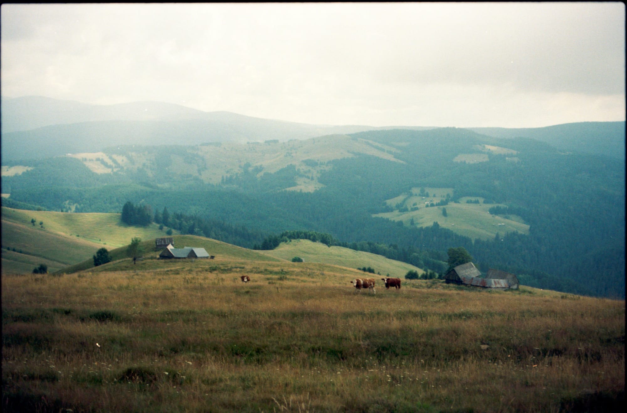 Hillside pasture with cattle grazing and rural buildings in valley below misty mountains.