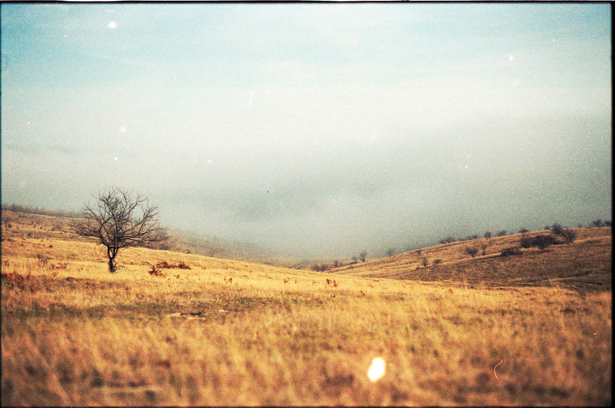 Golden grassland with lone tree and rolling hills under pale blue sky with light leak.