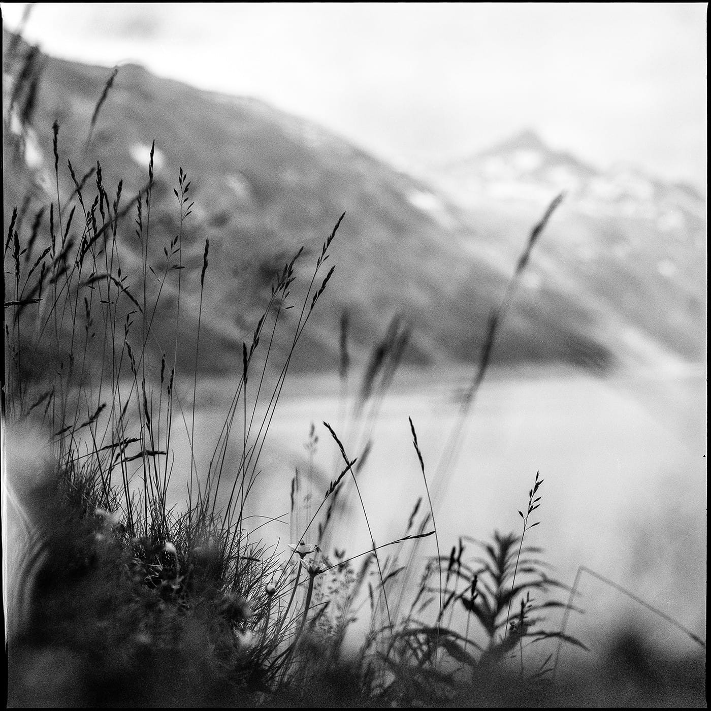 Wild grass in sharp focus with blurred mountain and water in background black white.