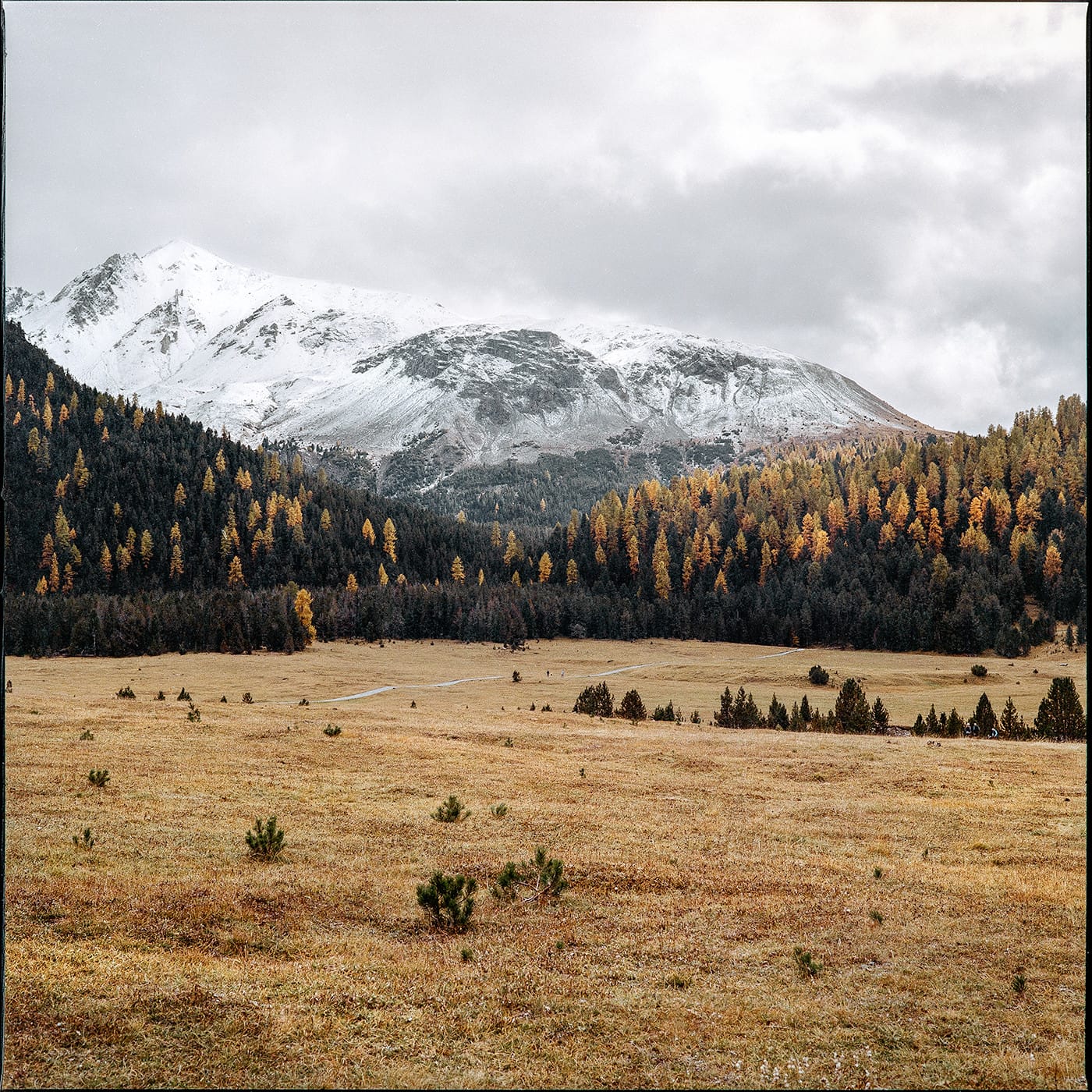Snow-capped mountain range behind dense forest with golden larches and autumn meadow.