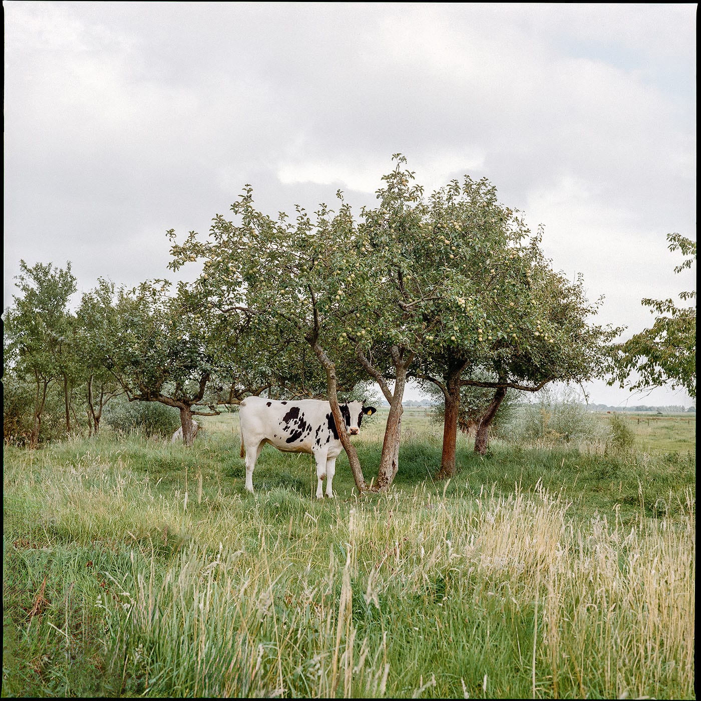 Spotted cow standing under row of fruit trees in green pasture overcast day.
