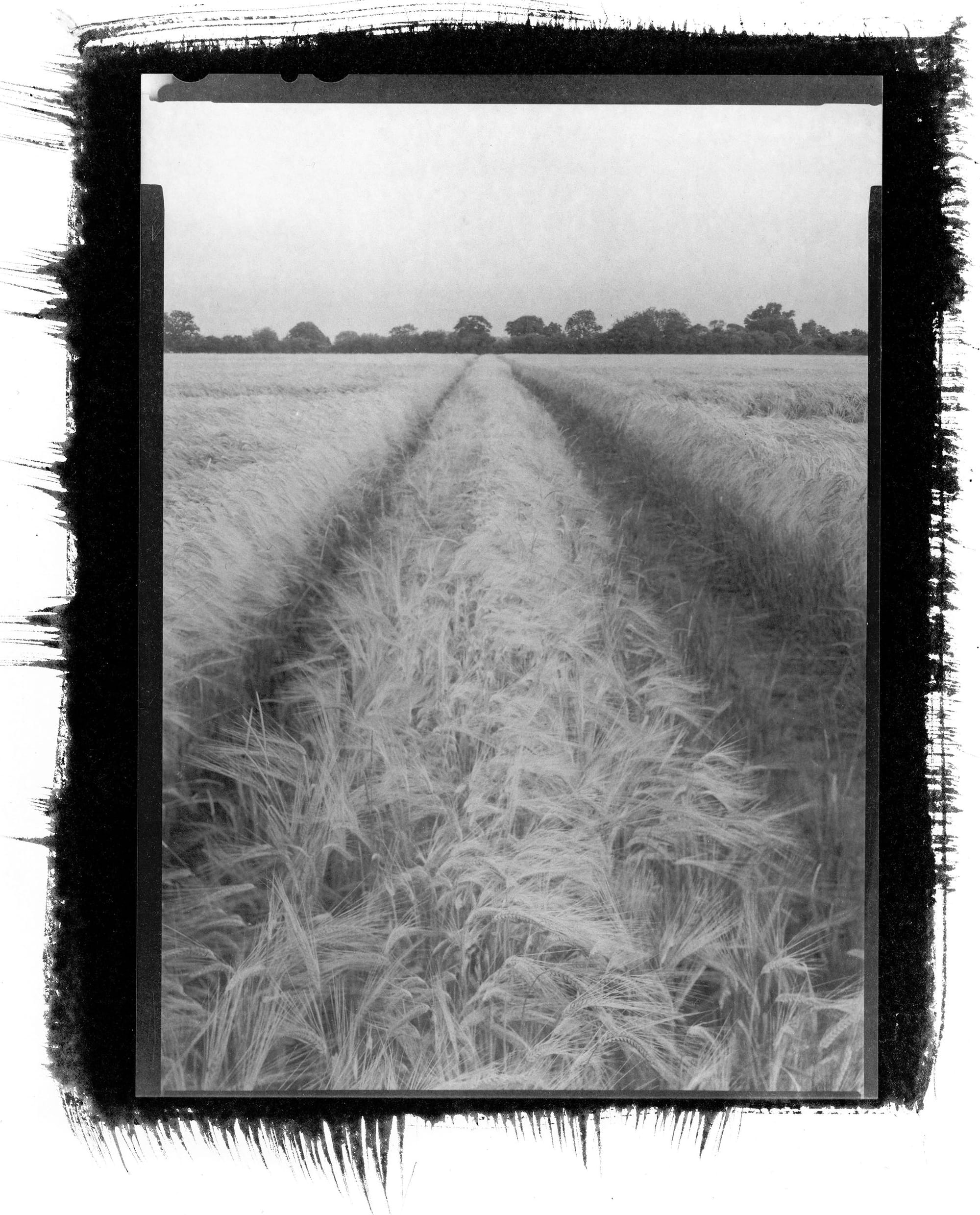 Grain field with parallel tracks leading to tree line black white square format.